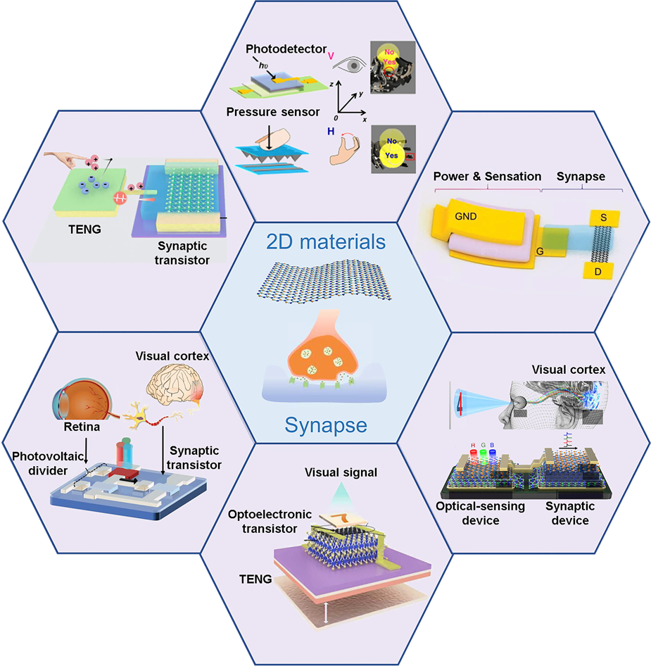 Recent progress in three-terminal artificial synapses based on 2D