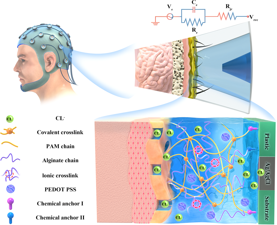 Hydrogel electrodes with conductive and substrate-adhesive layers