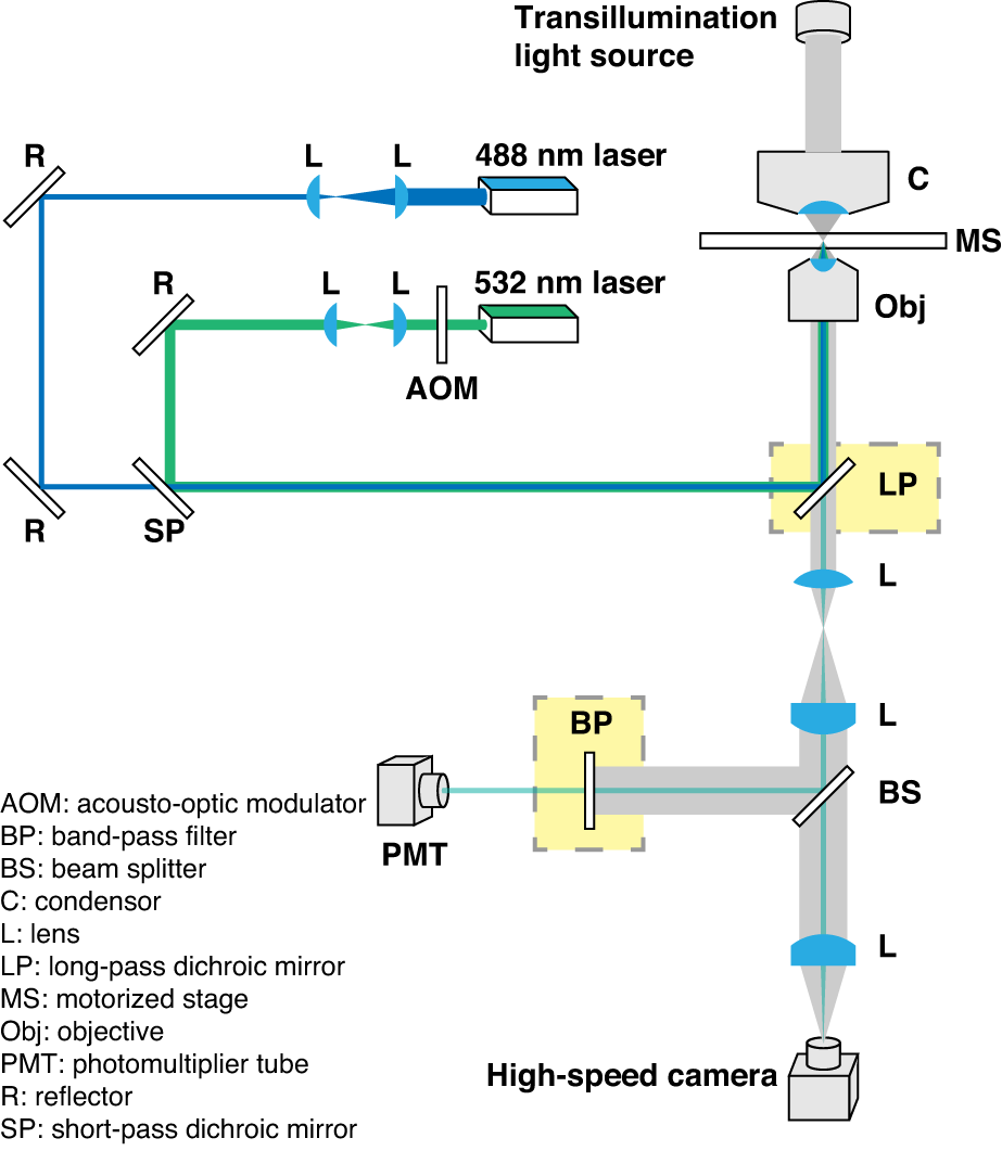 Fig. 1: Configuration of the fluorescence-activated droplet release (FADR) system. The FADR system is customized to selectively release the droplets stabilized by f-Au@SiO2.