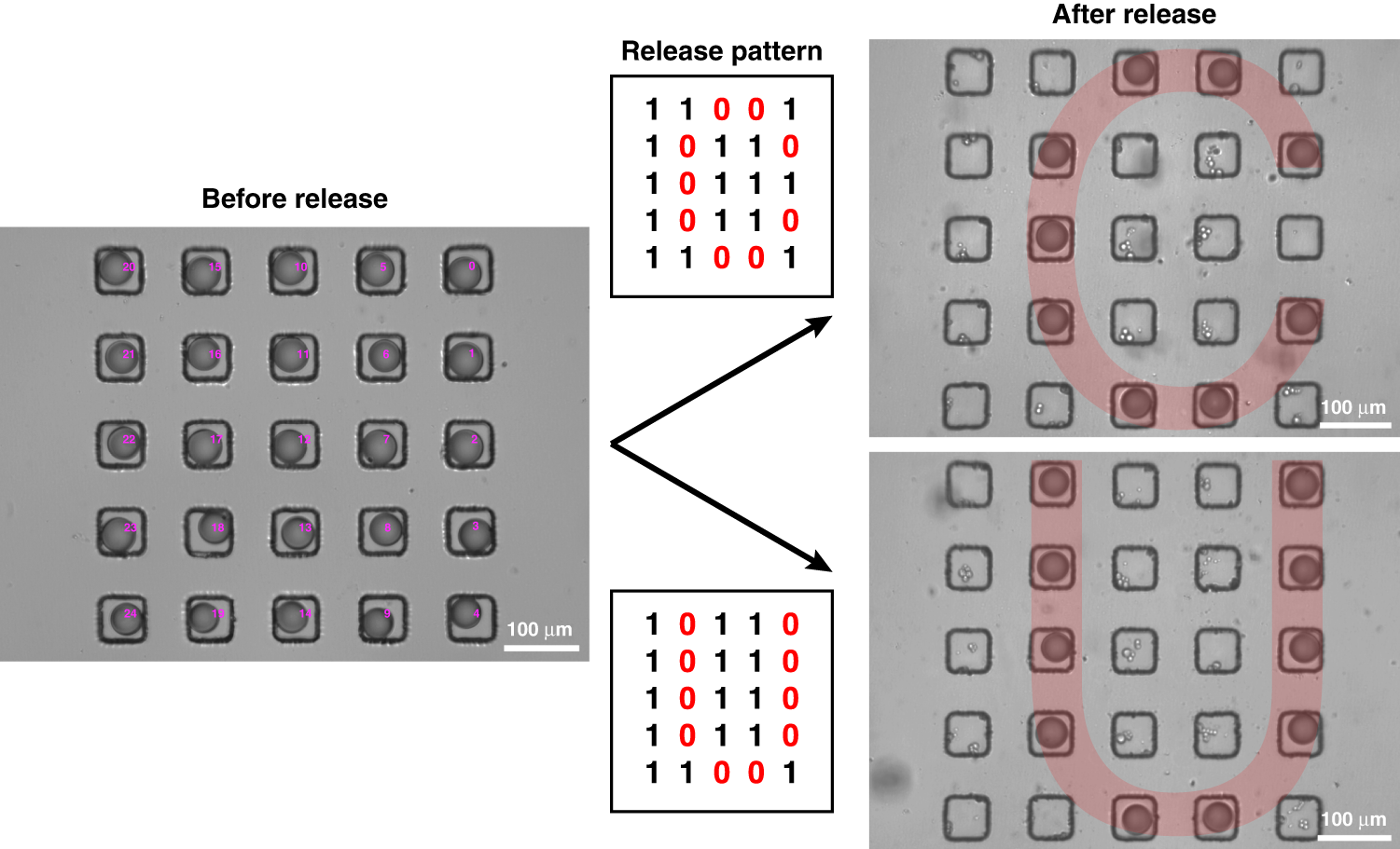 Fig. 4: Selective release of droplets stabilized by f-Au@SiO2 in a 5 × 5 floating trap array.