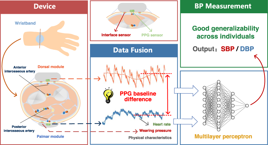 Principle of tissue-informative blood-pressure measurement. (a)