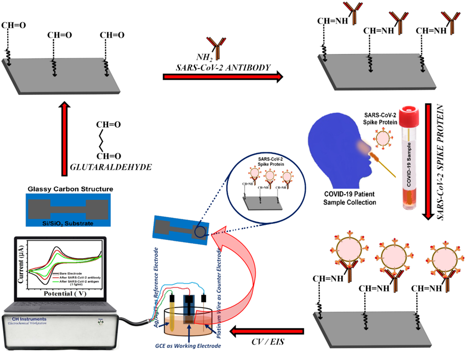 Immobilization of the IgG and Prostate Specific Antigen (PSA) on SU-8