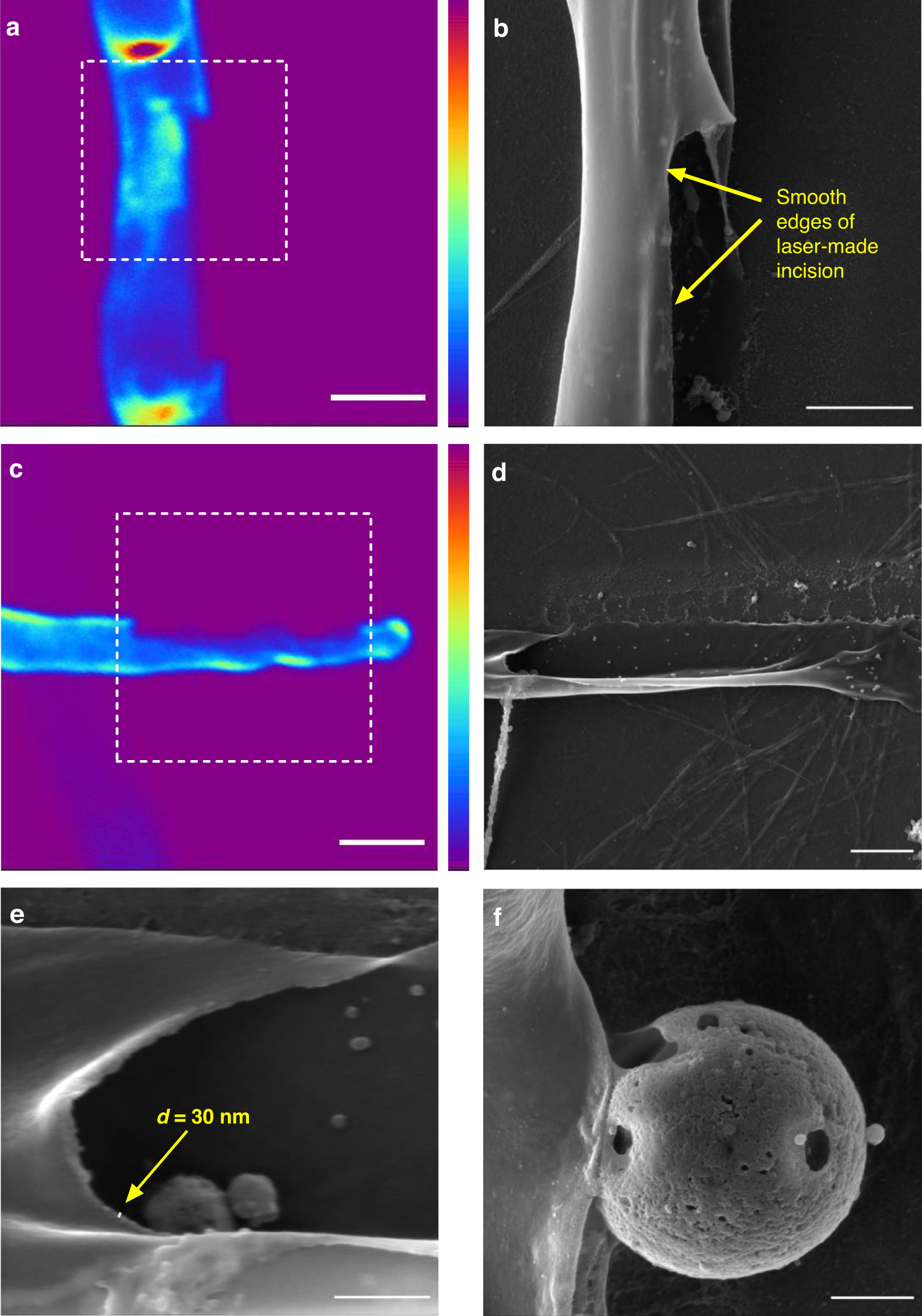 Fig. 3: SEM images of the Phycomyces blakesleeanus cell wall after the femtosecond laser nanosurgery.