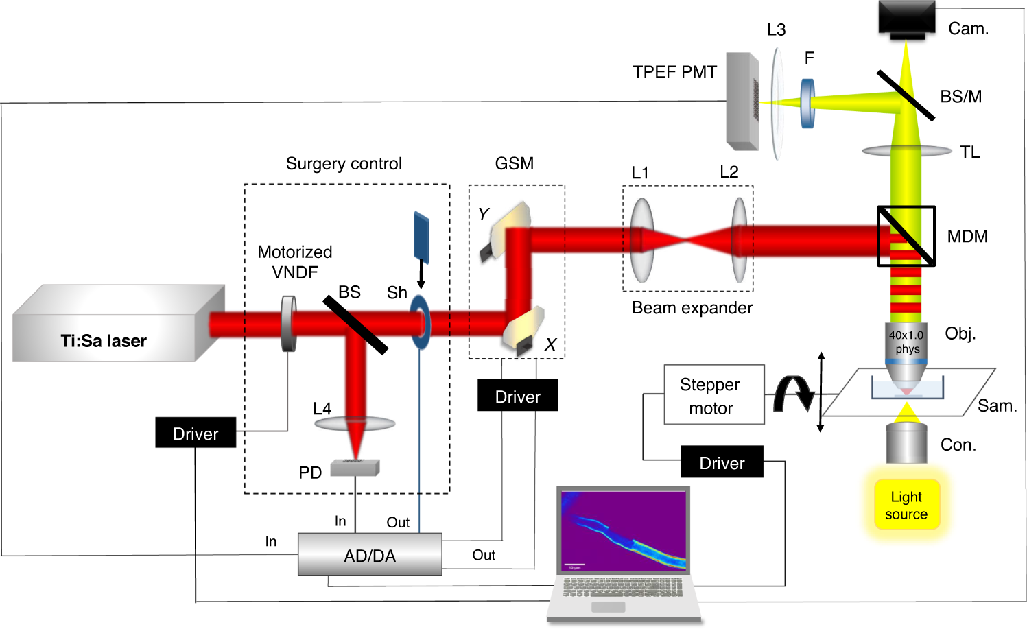 Fig. 7: Schematic drawing of the NLSM setup for nanosurgery and cell wall imaging.