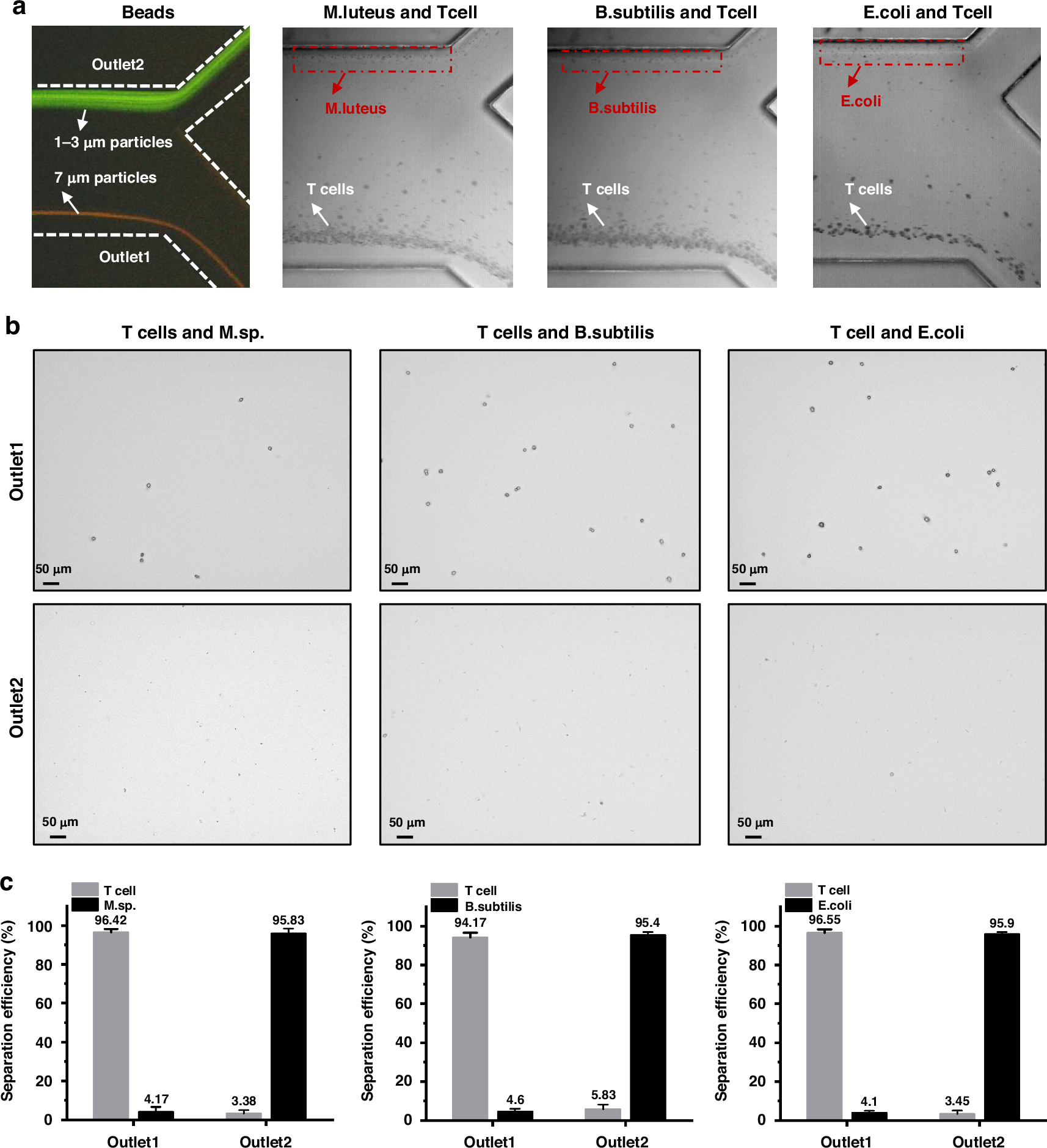 Fig. 7: Size fractionation of T-cell cultures with bacterial contamination.