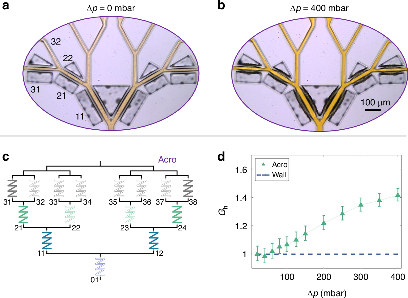 Fig. 5: Design and properties of the dendritic acroelastic network.