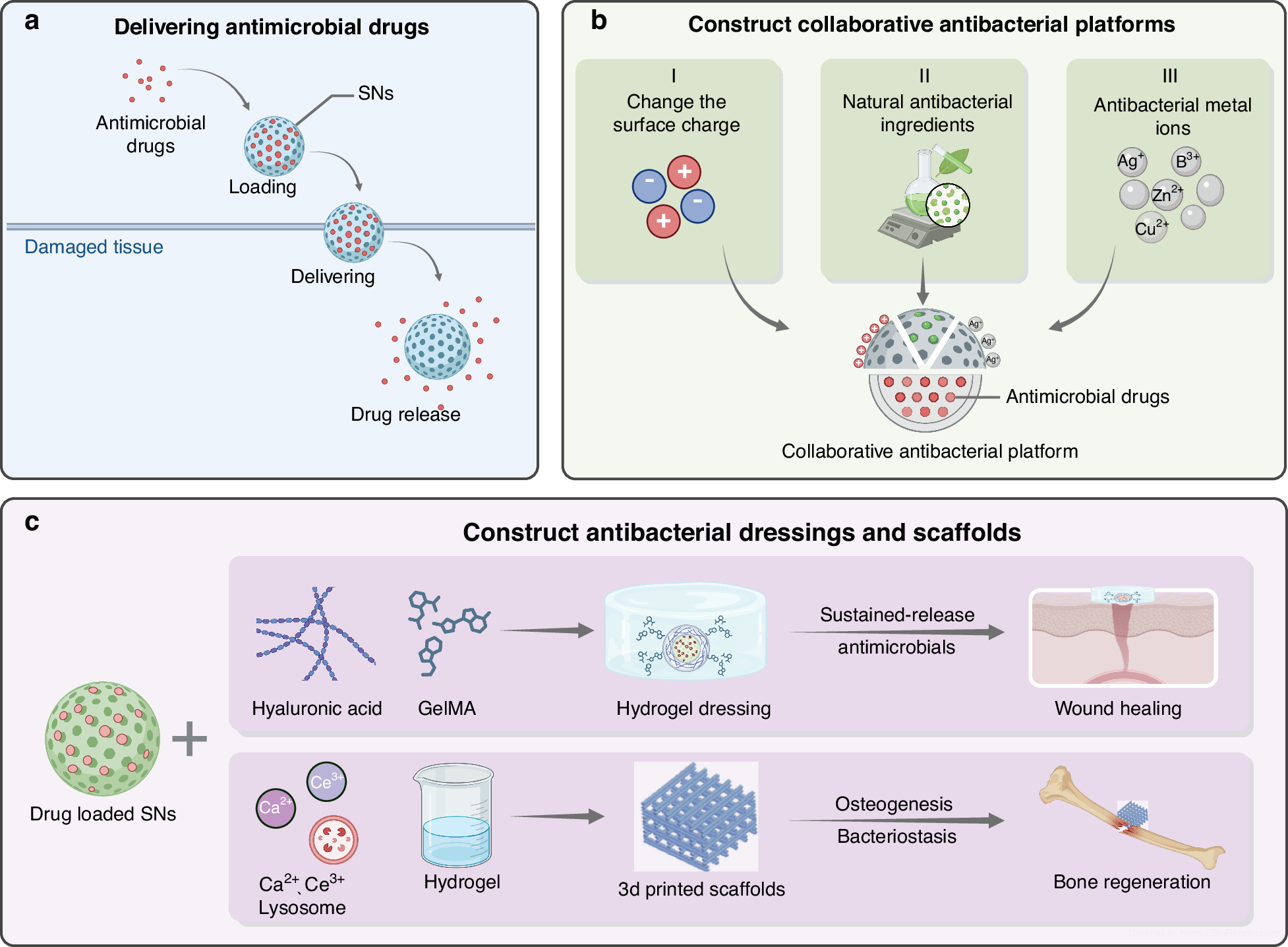 Fig. 10: Antibacterial applications of SNs in tissue engineering.