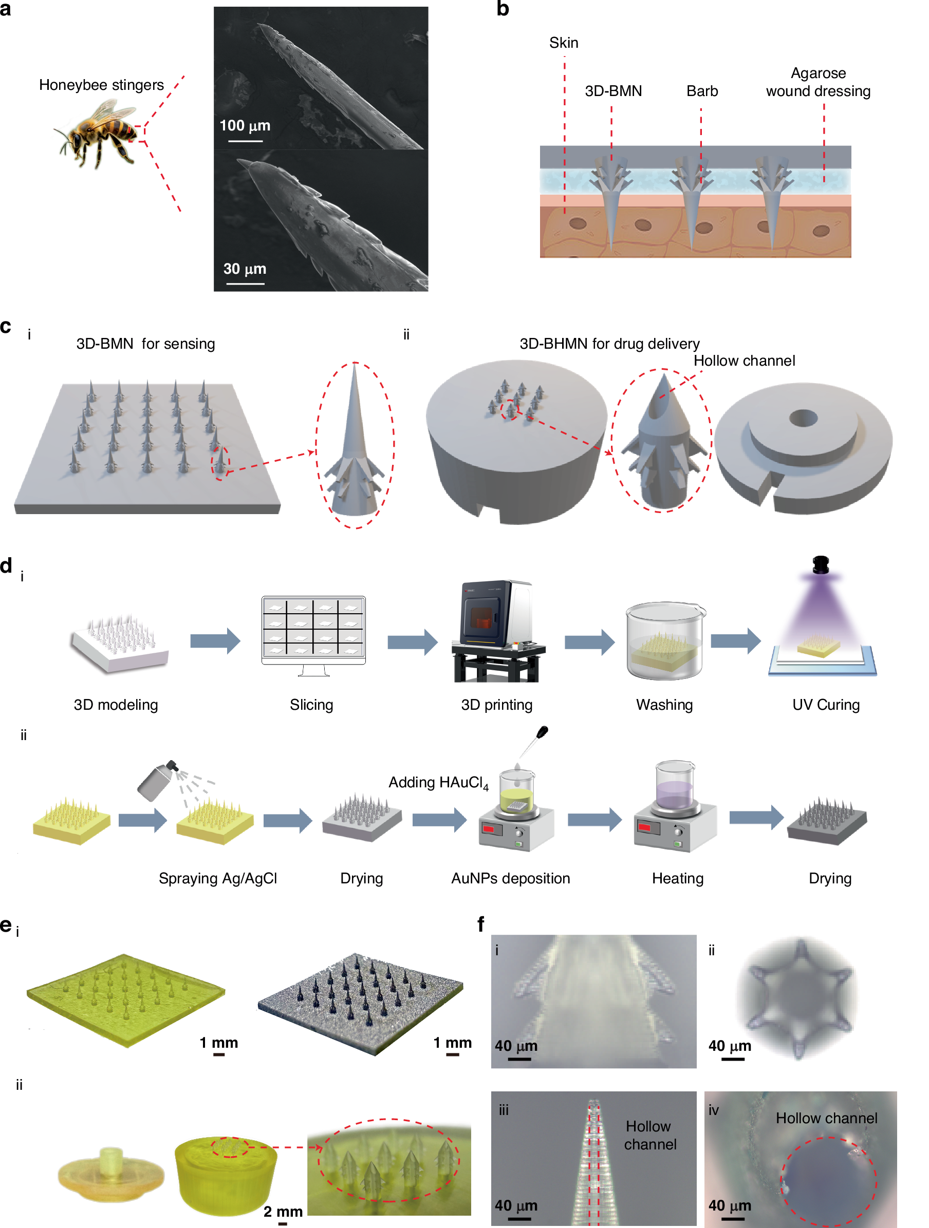 Fig. 1: Fabrication process and physical images of 3D-BMN and 3D-BHMN.