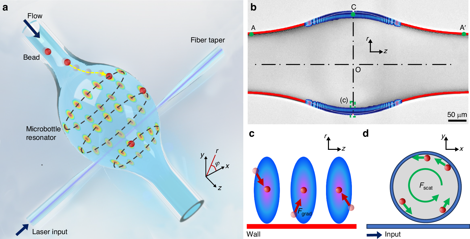 Fig. 1: Gradient-thickness-protected WGM microbottle resonator for large-scale particle trapping.