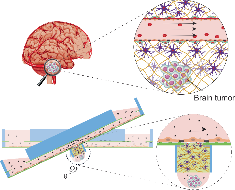 dihexa bbb permeable Cellular and molecular mechanisms of the bloodbrain barrier dysfunction in neurodegenerative diseases | Fluids and Barriers of the CNS A perfused, parallelized blood brain
