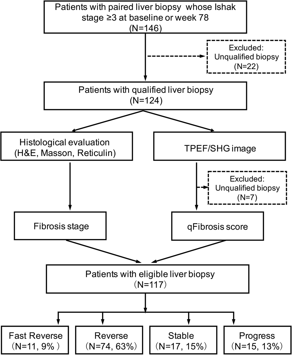Advanced Septa Size Quanation Determines The Evaluation Of Advanced Septa Size Quanation Determines The Evaluation Of Histological Fibrosis Outcome In Chronic Hepais B Patients Modern Pathology