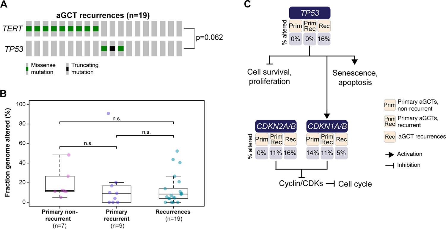 Fig. 2: Mutual exclusivity analysis, fraction of the genome altered and genetic alterations affecting the cell cycle pathway in primary and recurrent adult-type granulosa cell tumors of the ovary.