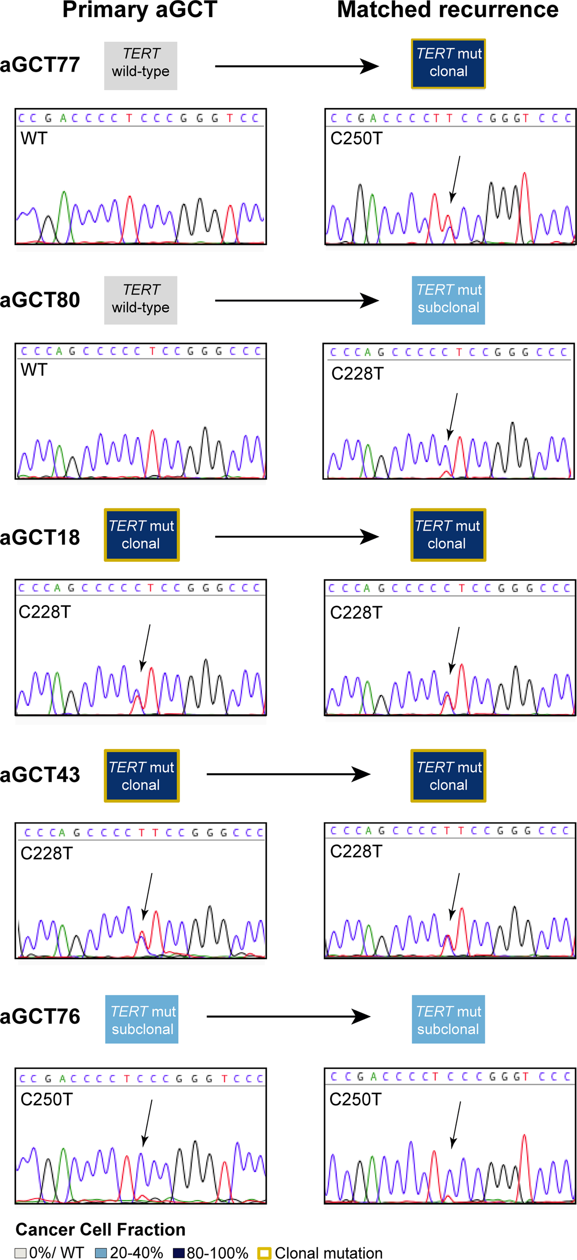 Fig. 3: TERT promoter hotspot mutations in paired primary aGCTs and recurrences.