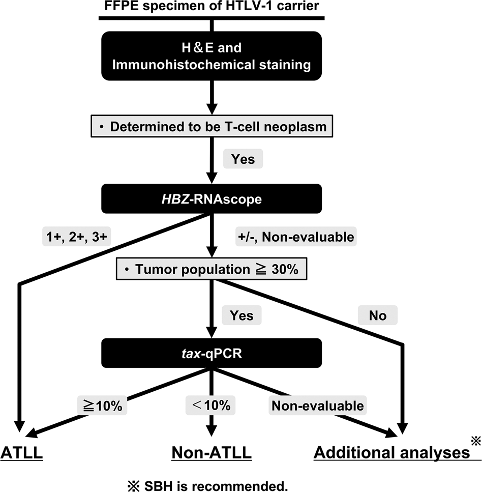 Fig. 5: Novel algorithm for histological diagnosis of ATLL.