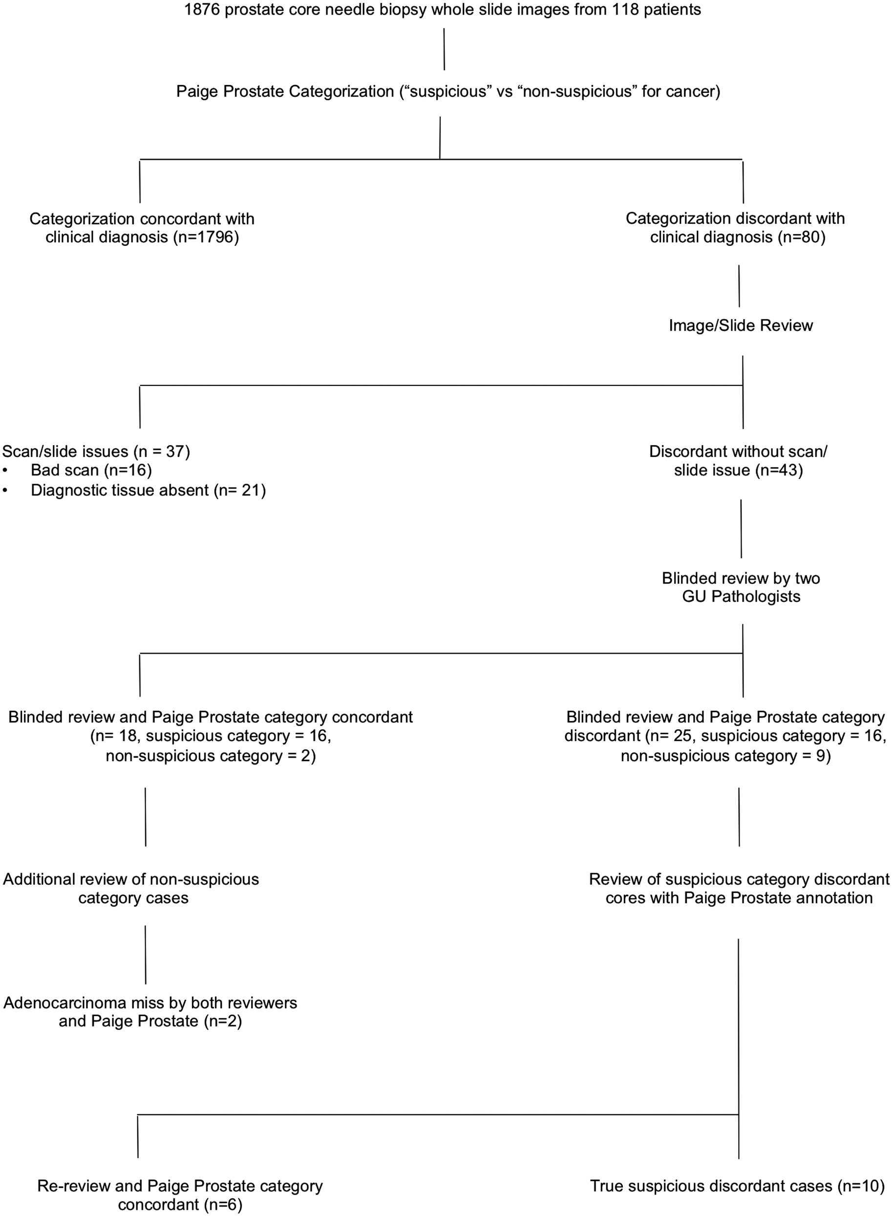 An independent assessment of an artificial intelligence system for prostate  cancer detection shows strong diagnostic accuracy | Modern Pathology