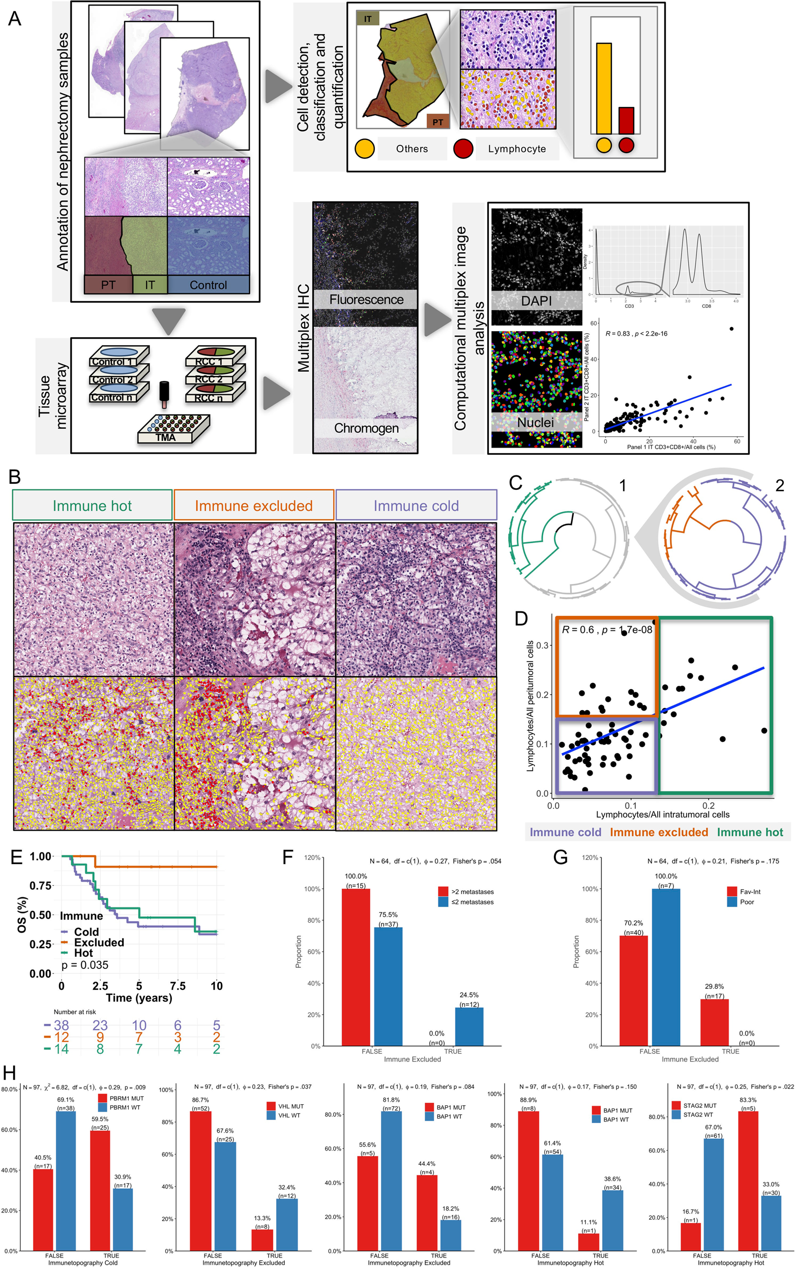 Spatial Immunoprofiling Of The Intratumoral And Peritumoral Tissue Of Renal Cell Carcinoma Patients Modern Pathology