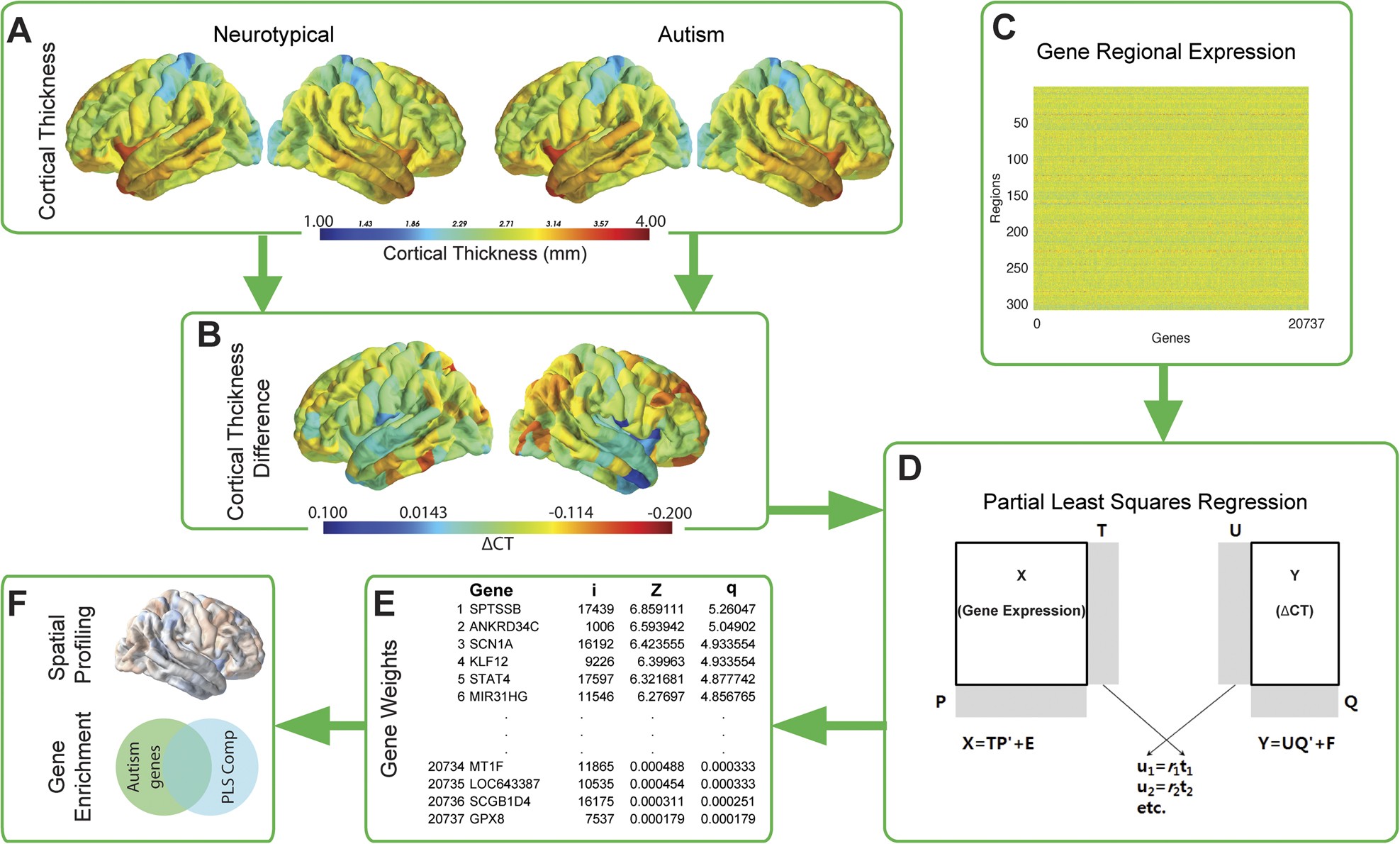 Autism Shares Brain Signature With >> Synaptic And Transcriptionally Downregulated Genes Are Associated Autism Shares Brain Signature With >> Synaptic And Transcriptionally Downregulated Genes Are Associated