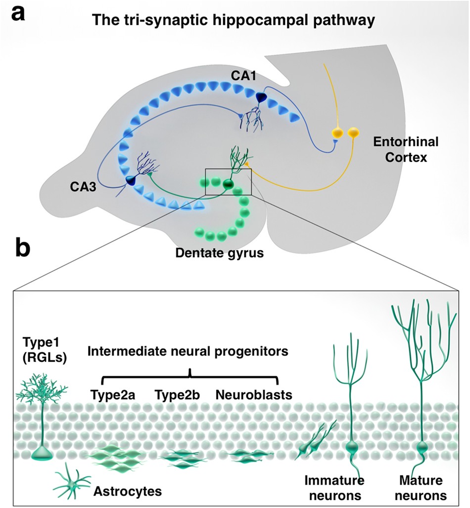 https://media.springernature.com/full/springer-static/image/art%3A10.1038%2Fs41380-018-0036-2/MediaObjects/41380_2018_36_Fig1_HTML.jpg
