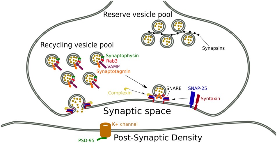Synaptic Loss In Schizophrenia A Meta Analysis And Systematic