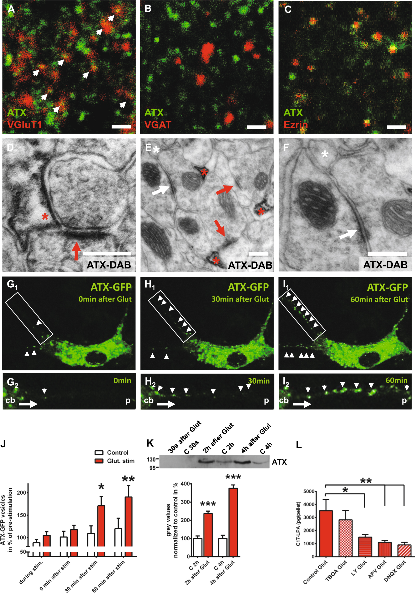 Synaptic phospholipids as a new target for cortical ...