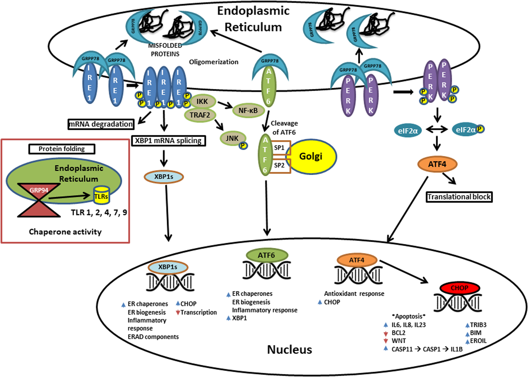 Key Molecule May Tie Immune Response To >> Linking Unfolded Protein Response To Inflammation And Depression Key Molecule May Tie Immune Response To >> Linking Unfolded Protein Response To Inflammation And Depression