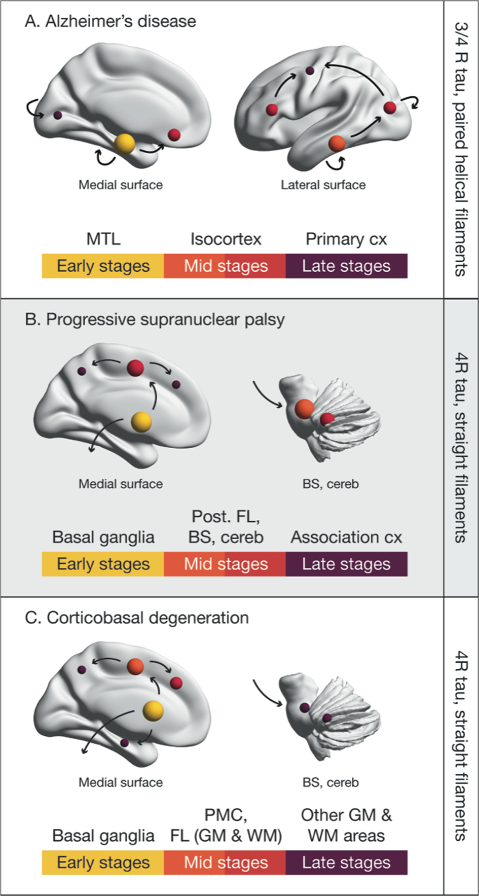 Tau PET imaging in neurodegenerative tauopathies—still a challenge |  Molecular Psychiatry