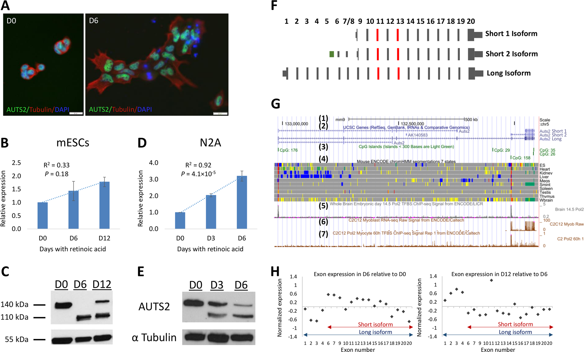 AUTS2 isoforms control neuronal differentiation | Molecular Psychiatry