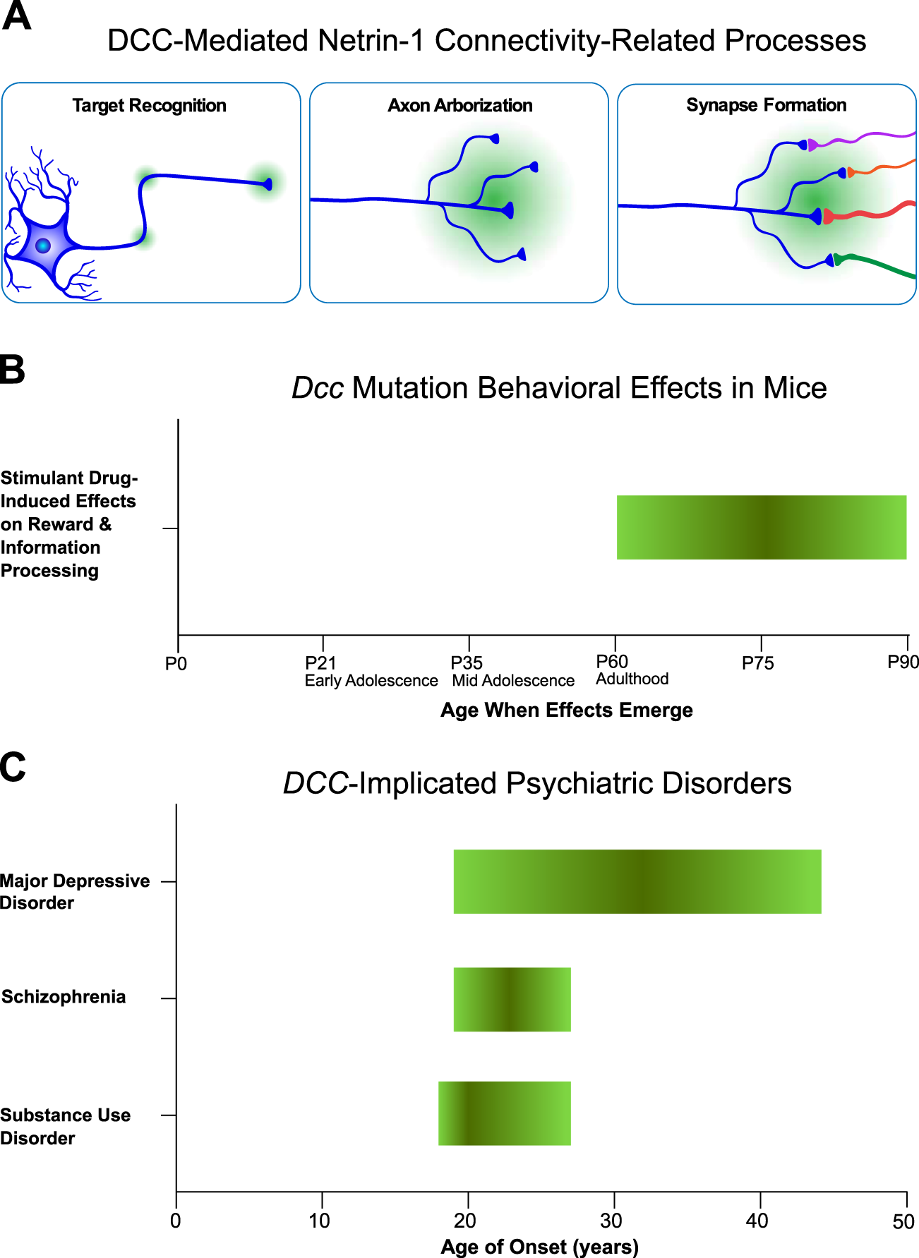 Personalized genetics of the cholinergic blockade of neuroinflammation -  Simchovitz - 2017 - Journal of Neurochemistry - Wiley Online Library