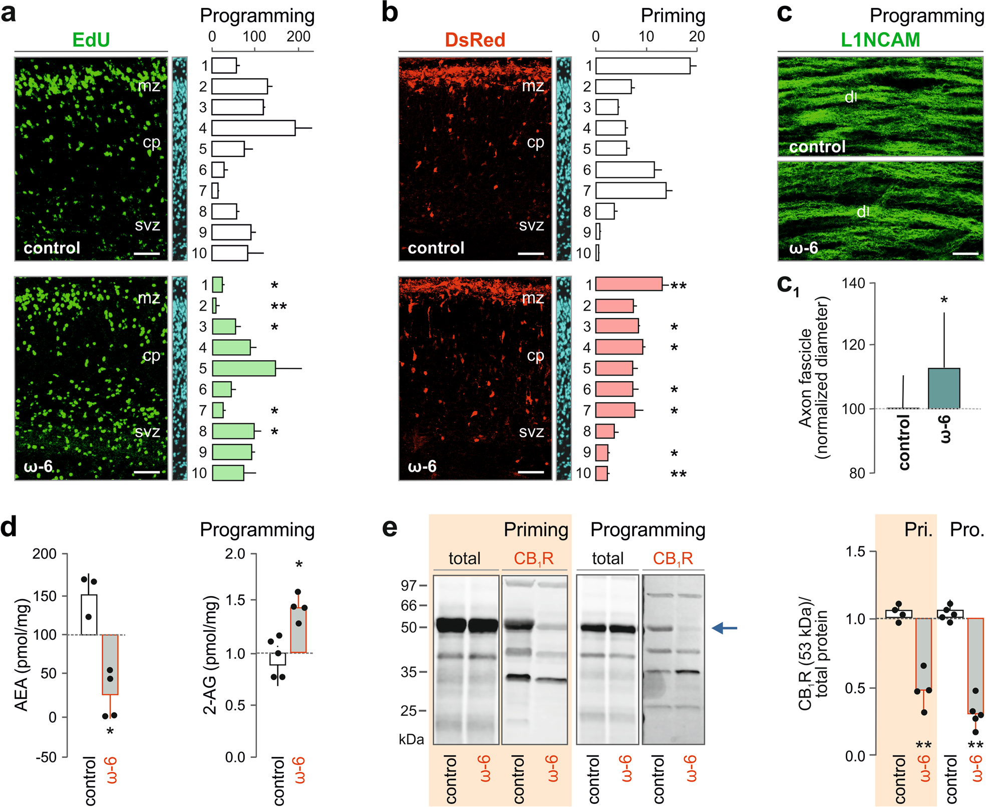 Life-long epigenetic programming of cortical architecture by maternal  'Western' diet during pregnancy | Molecular Psychiatry