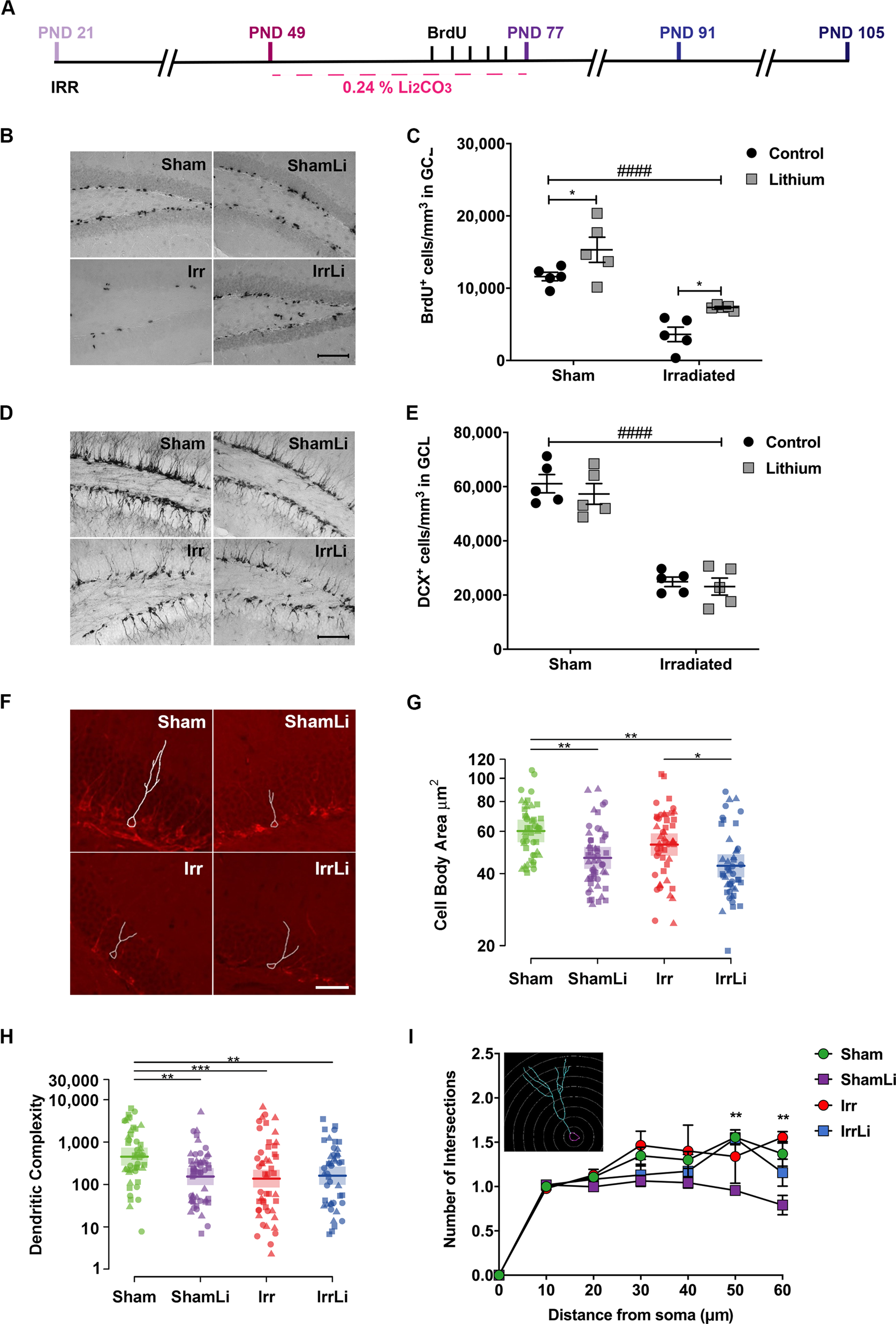 Lithium treatment reverses irradiation-induced changes in rodent ...