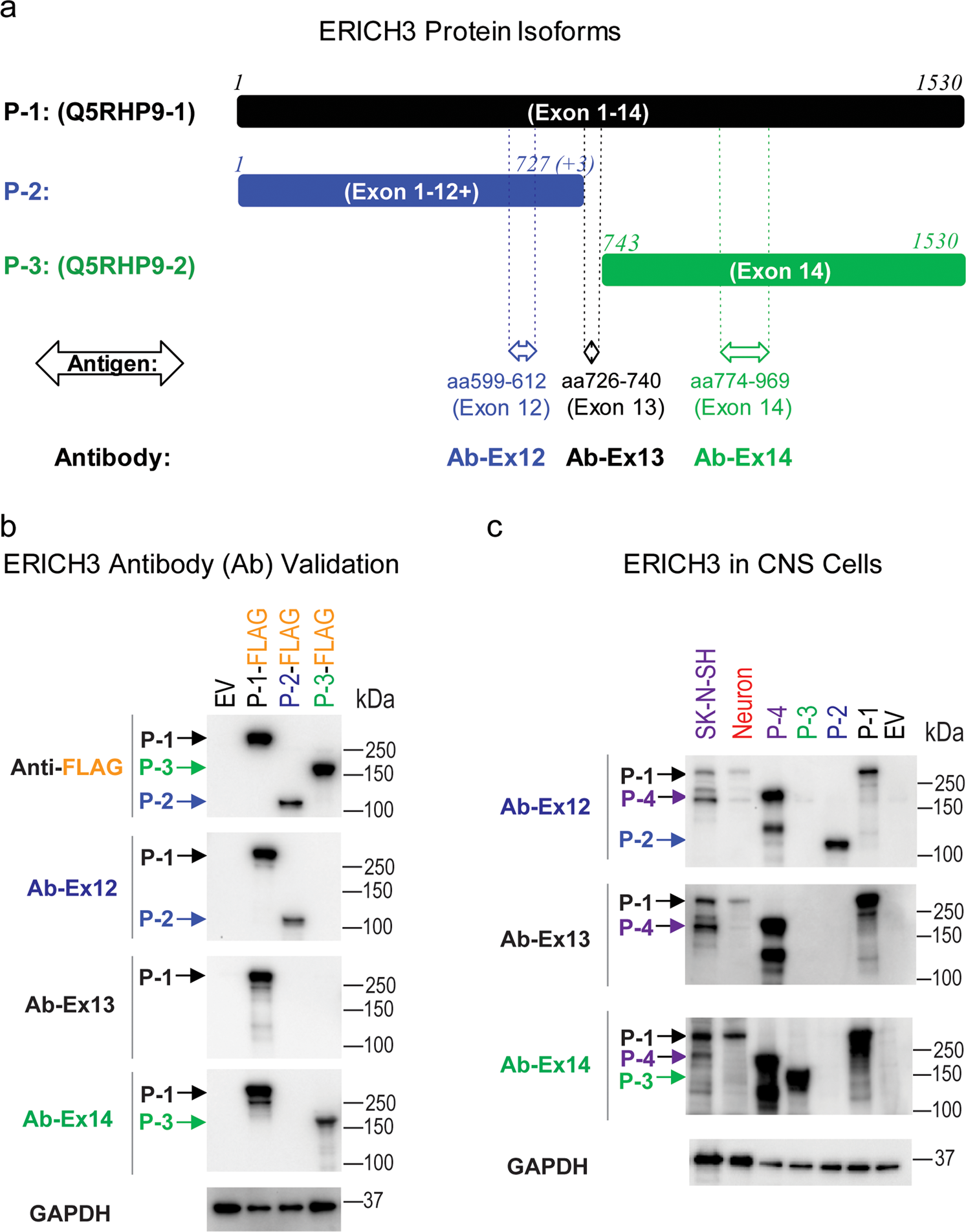 Fig. 2: ERICH3 protein characterization.