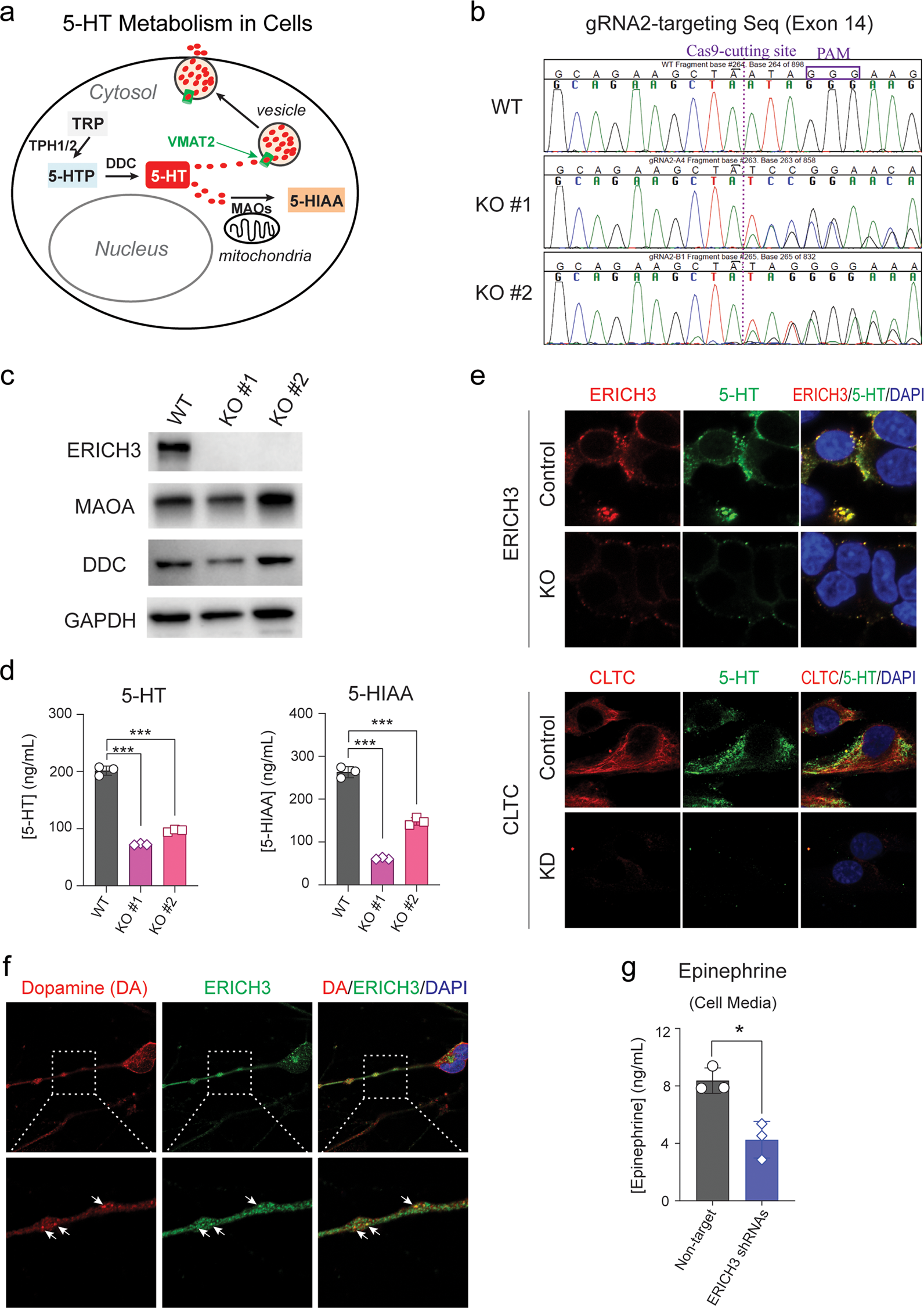 Fig. 4: ERICH3 and monoamine neurotransmitters.
