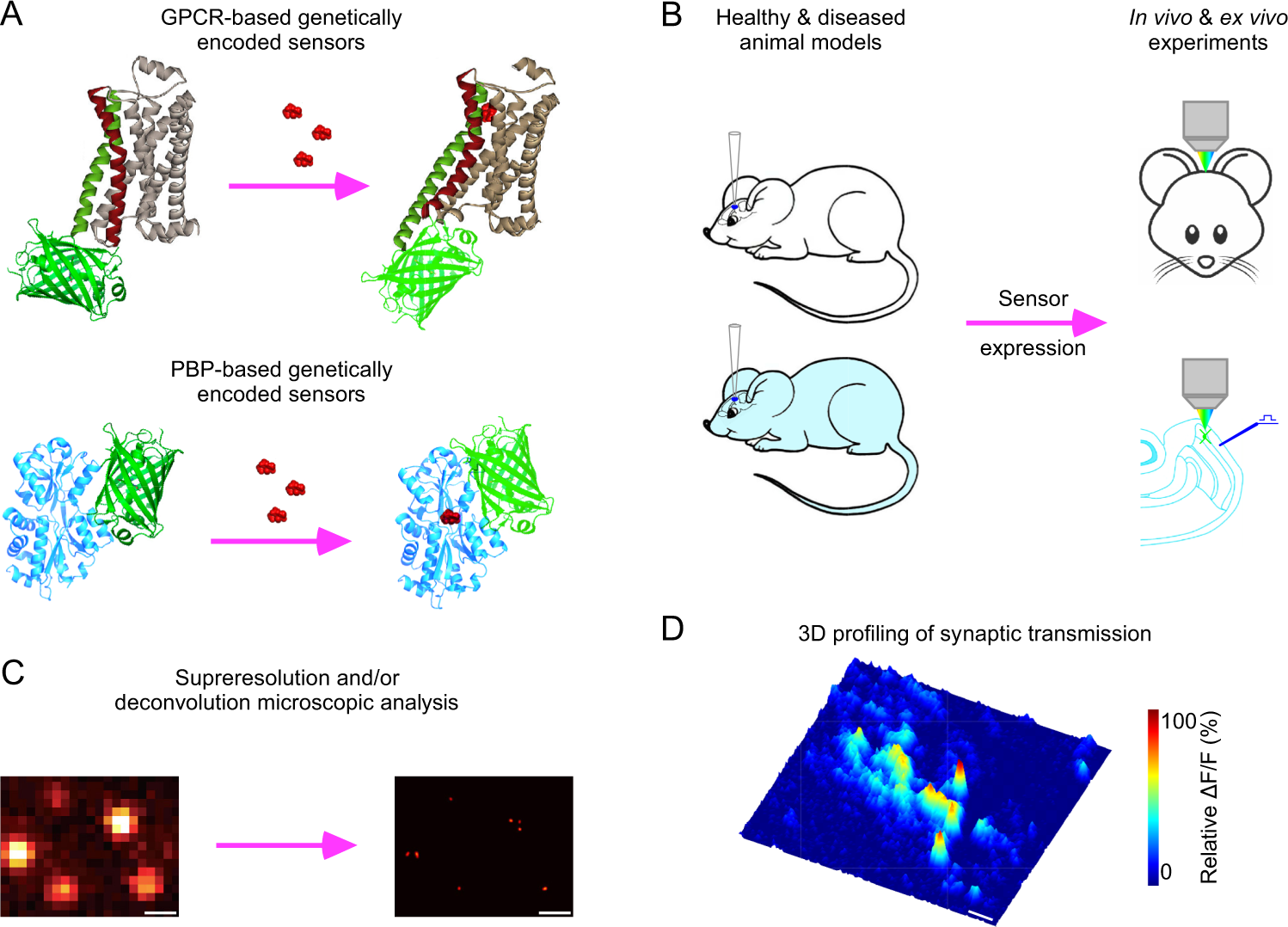 Genetically Encoded Sensors Enable Micro And Nano Scopic Decoding Of Transmission In Healthy And Diseased Brains Molecular Psychiatry