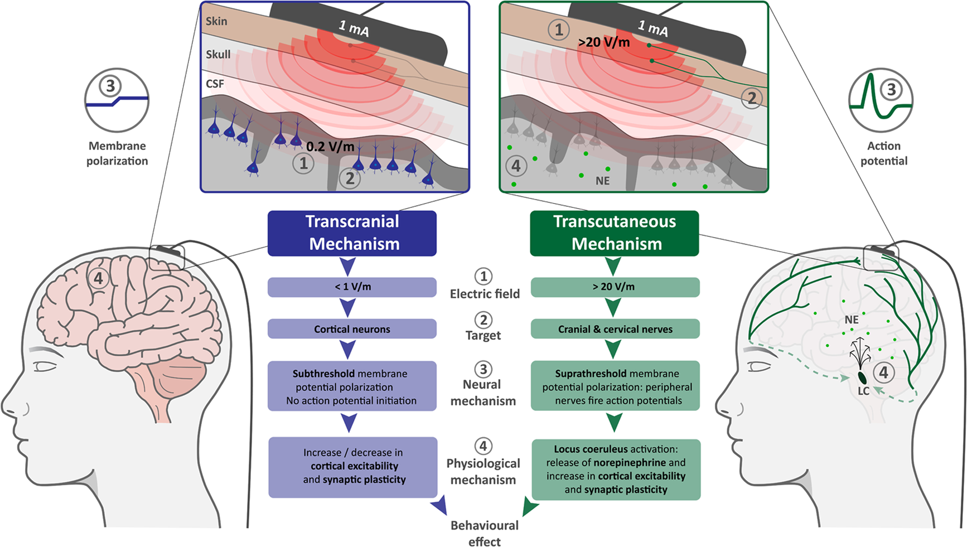 a Neurophysiological mechanisms of electrical stimulation of