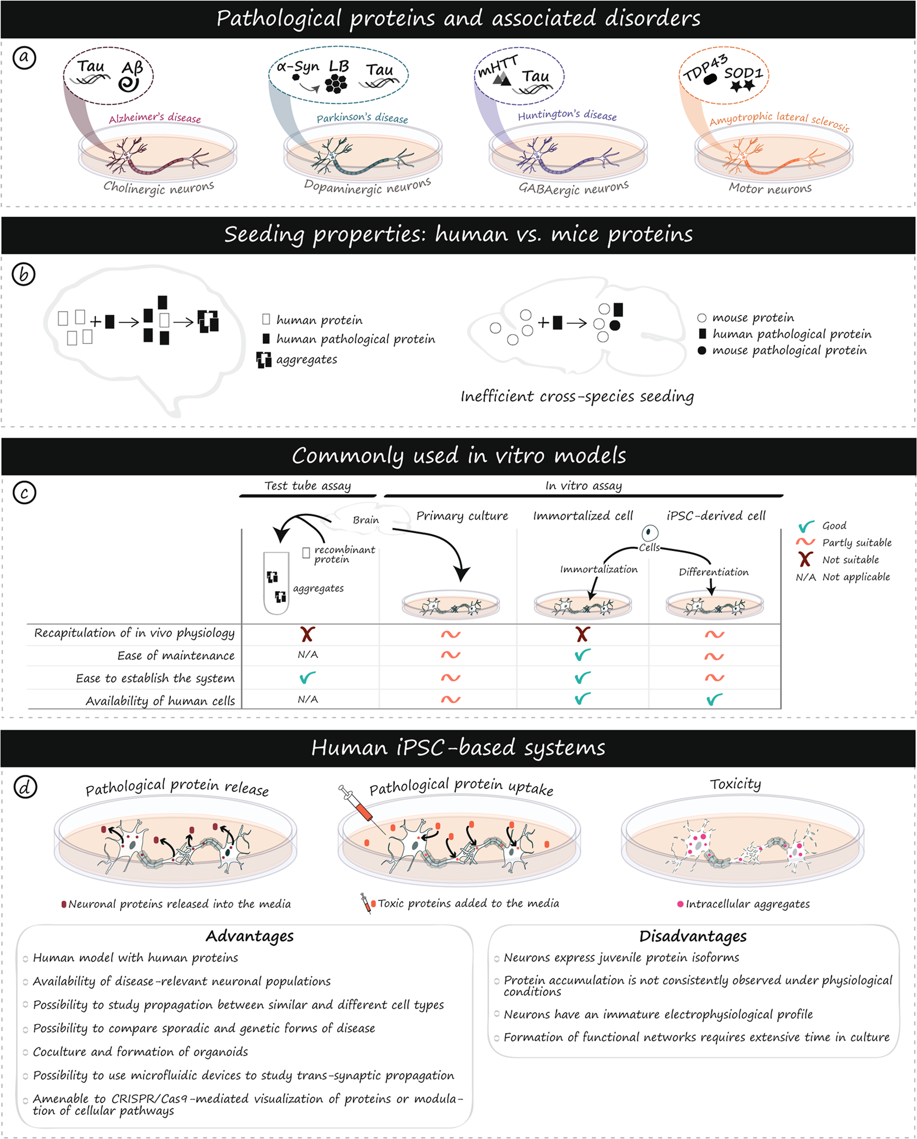 Current and future applications of induced pluripotent stem cell-based  models to study pathological proteins in neurodegenerative disorders |  Molecular Psychiatry