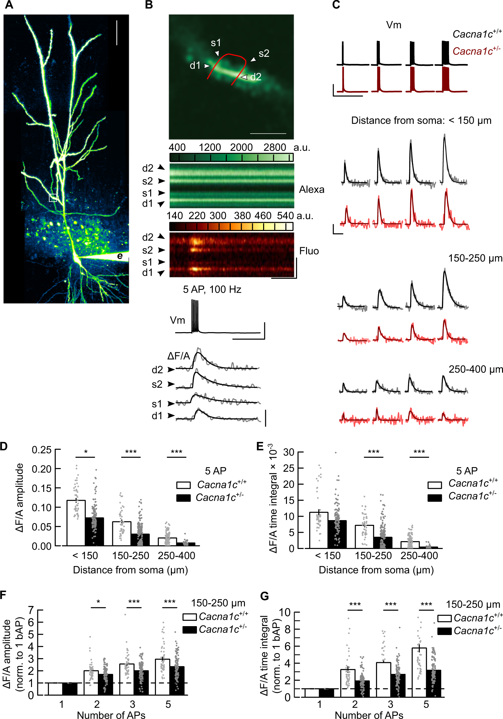 Fig. 3: Low Cacna1c dosage is correlated with a reduction of spine Ca2+ signals elicited by backpropagated action potentials in CA1 pyramidal cells.