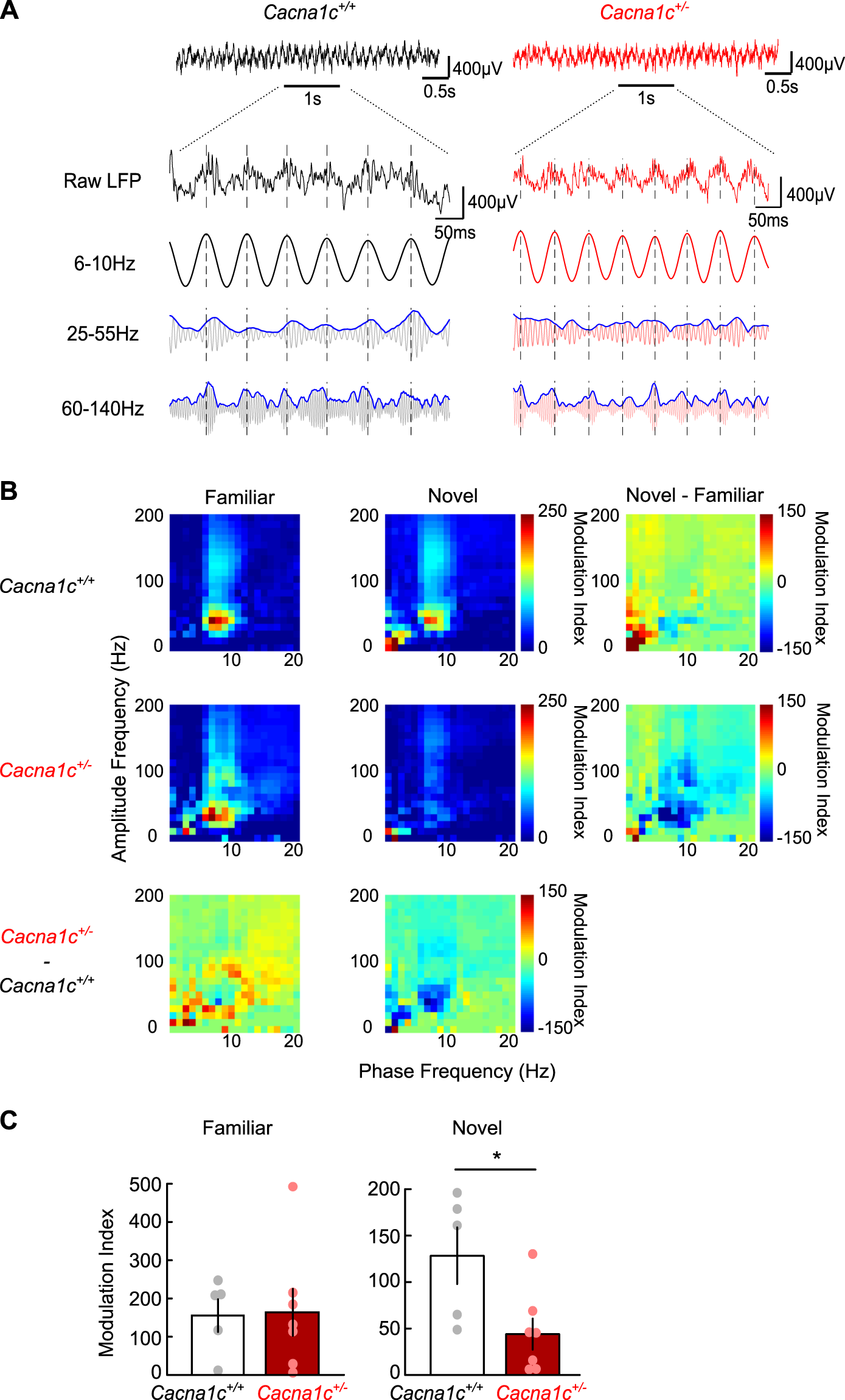Fig. 4: Reduced theta-slow-gamma coupling in a novel environment in Cacna1c+/− rats.