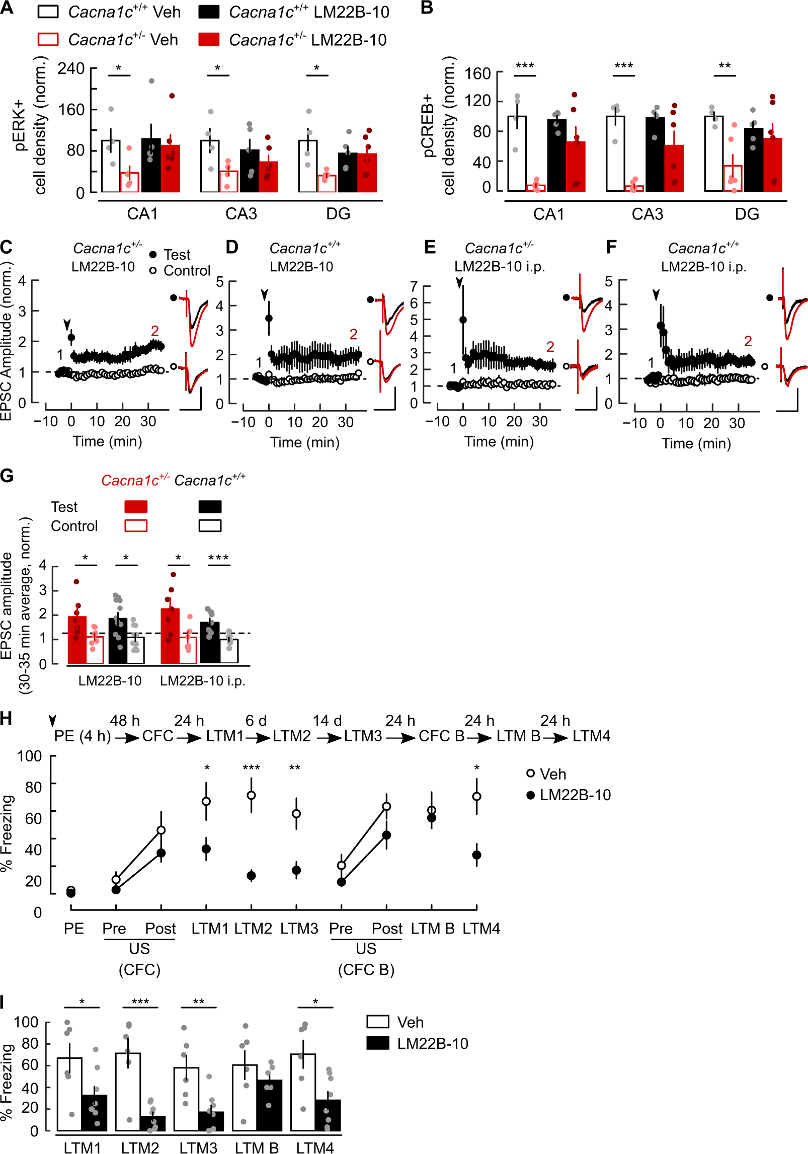 Fig. 5: The TrkB/TrkC receptor agonist LM22B-10 rescued dorsal hippocampal ERK-CREB signalling, synaptic plasticity, and LI of CFC in Cacna1c+/− rats.
