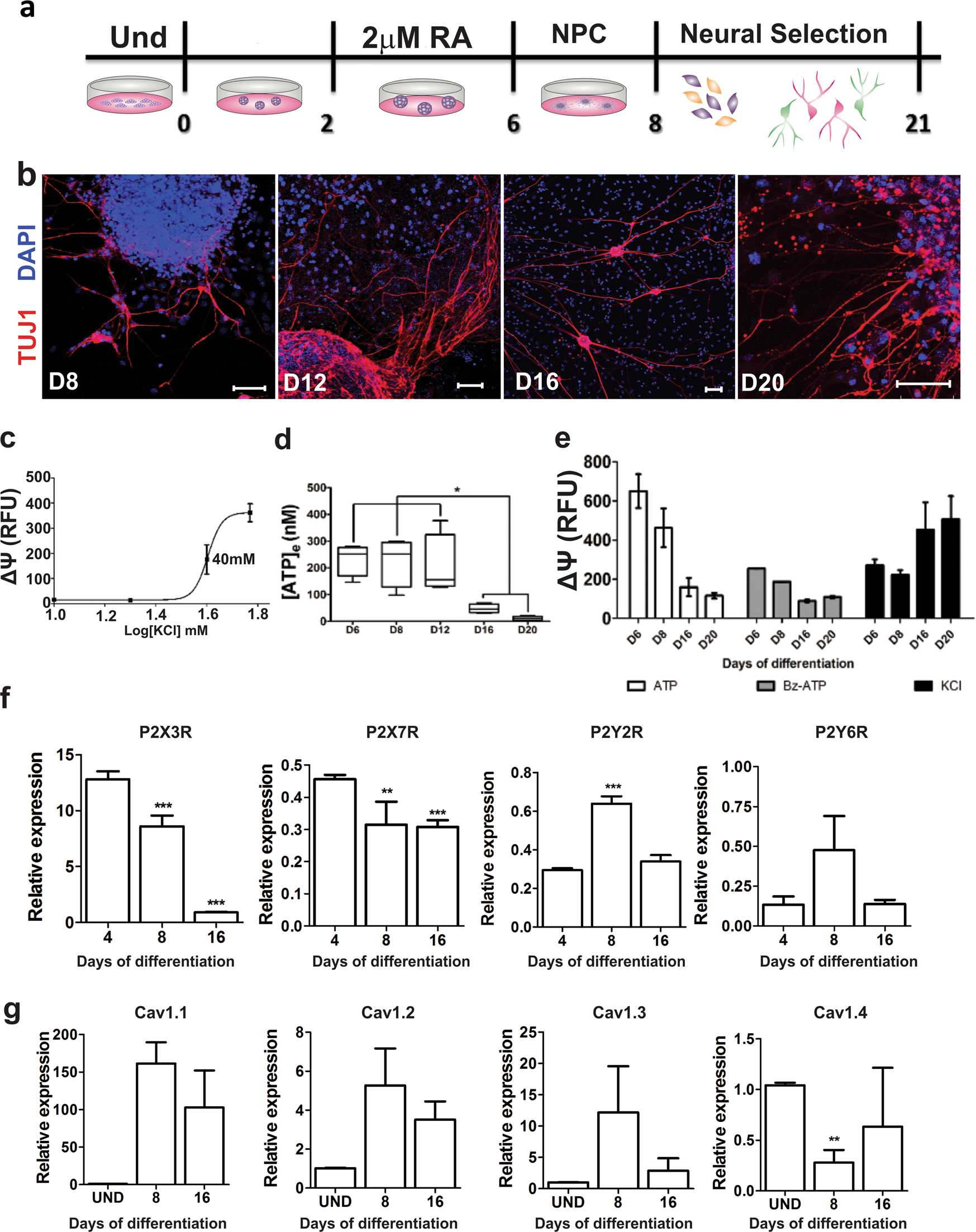 ATP and spontaneous calcium oscillations control neural stem cell fate  determination in Huntington's disease: a novel approach for cell clock  research | Molecular Psychiatry