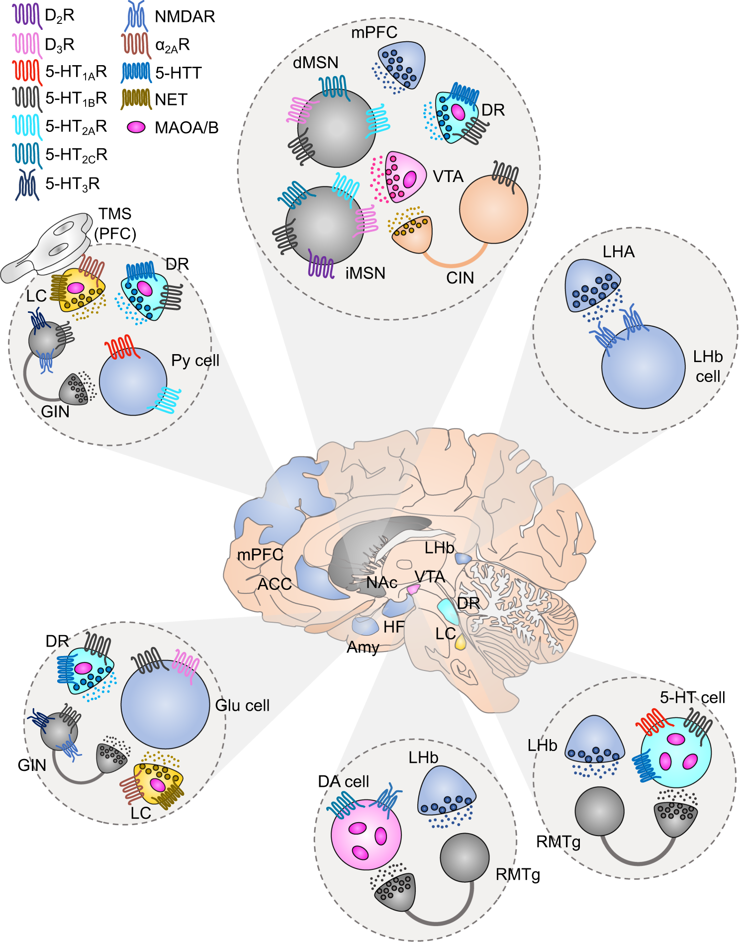 Update on GPCR-based targets for the development of novel antidepressants |  Molecular Psychiatry