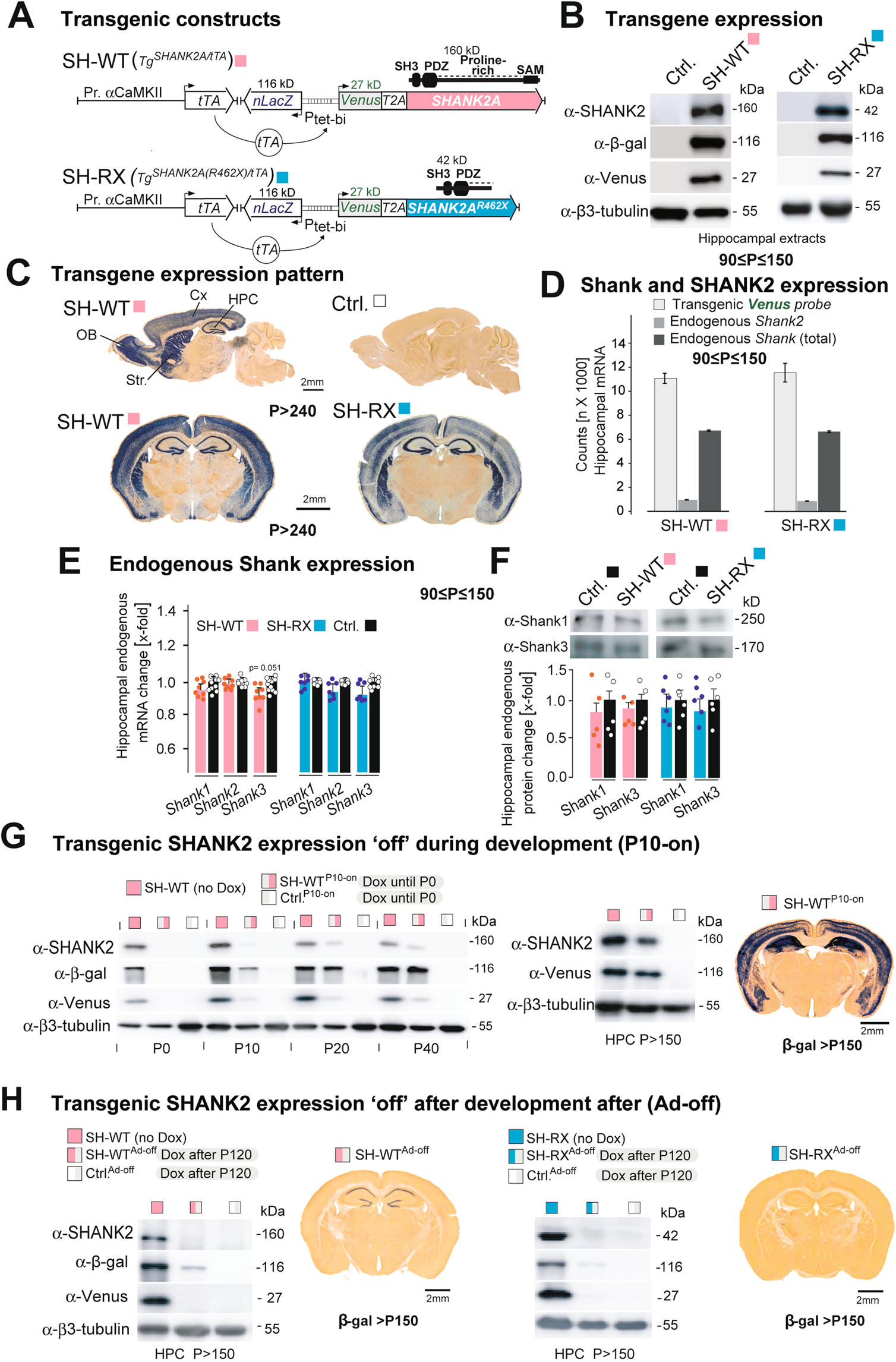 Imbalanced post- and extrasynaptic SHANK2A functions development affect social behavior neuropsychiatric disorders | Molecular Psychiatry