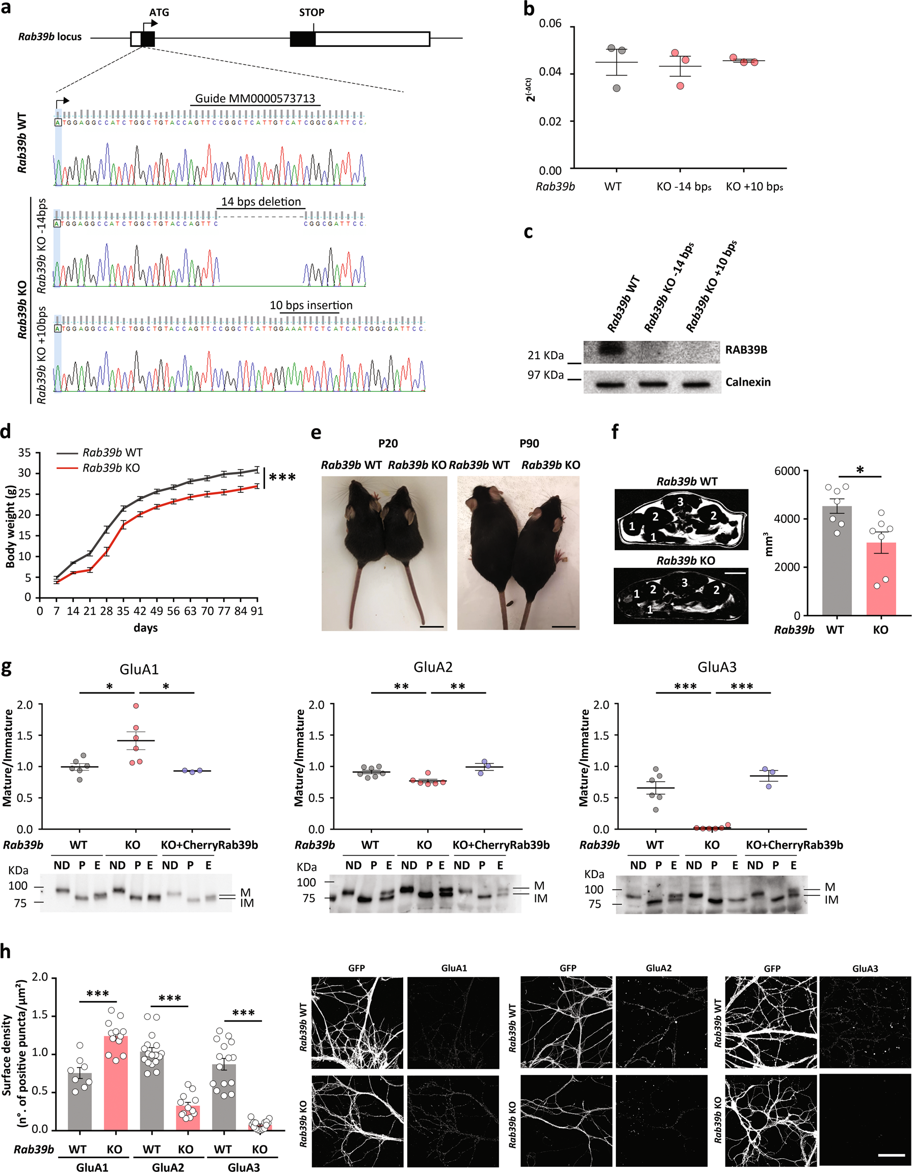 RAB39B-mediated trafficking of the GluA2-AMPAR subunit controls dendritic  spine maturation and intellectual disability-related behaviour | Molecular  Psychiatry