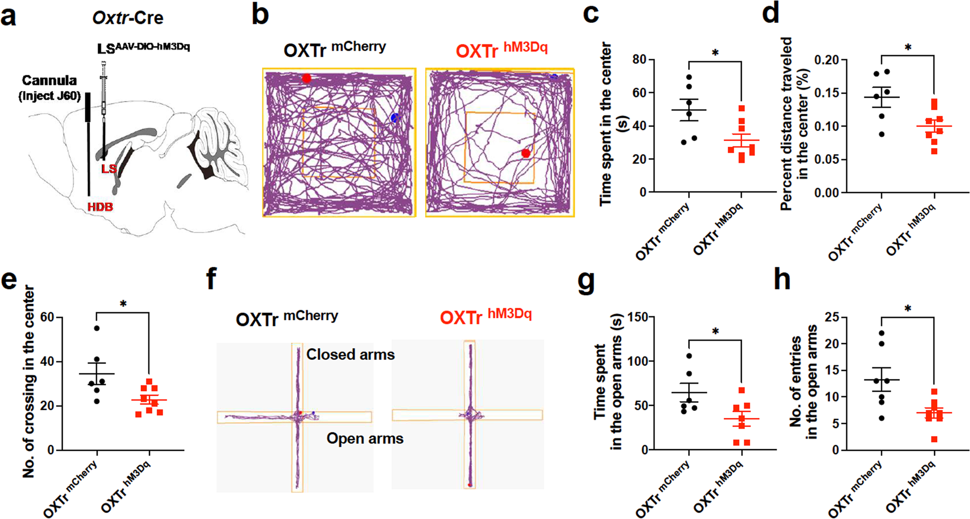 Fig. 4: Selective stimulation of septal OXTr neuron projections to HDB induced anxiety.