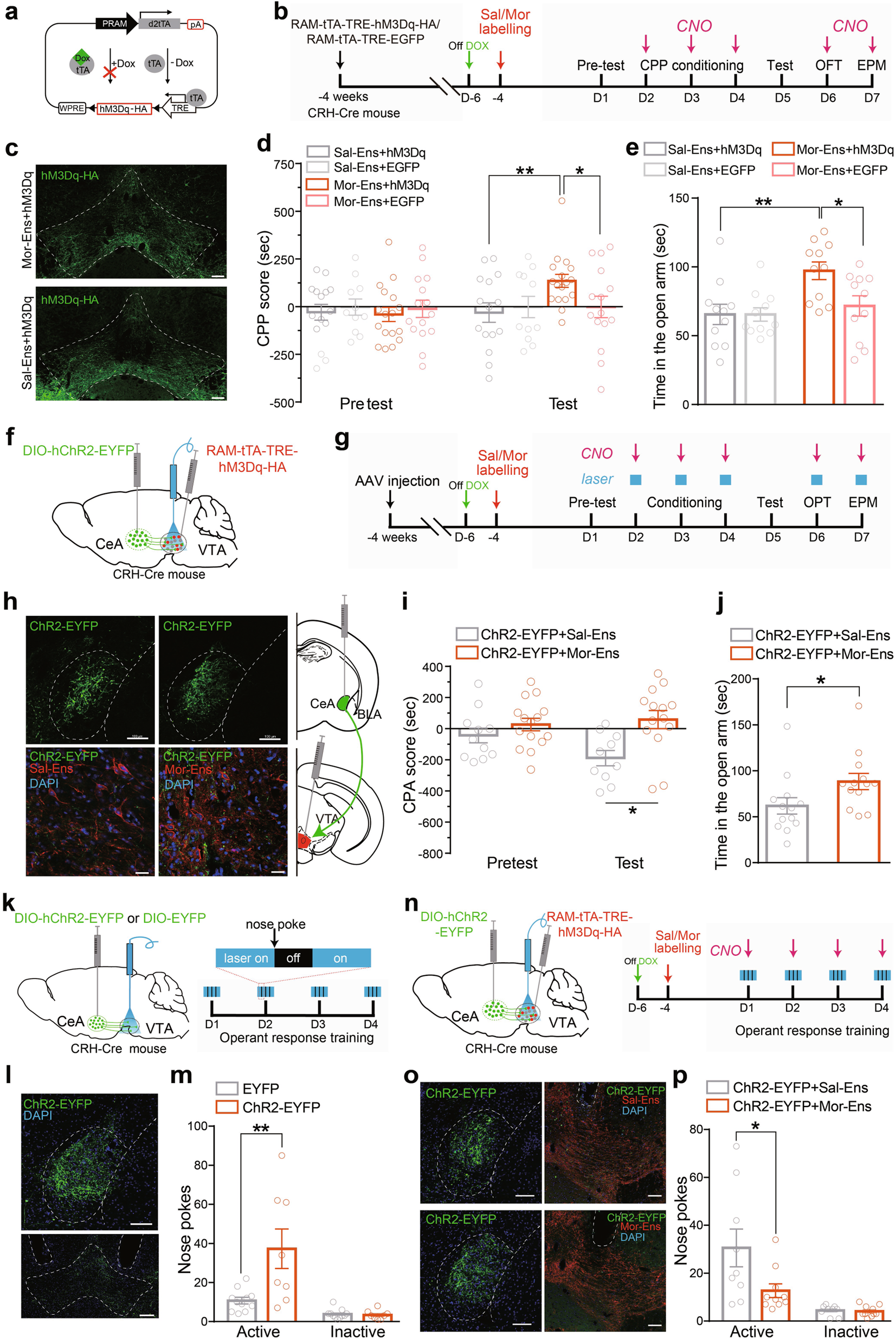 Fig. 5: Chemogenetic activation of Mor-Ens in VTA alleviates the negative effect induced by activating CRHCeA→VTA terminals.