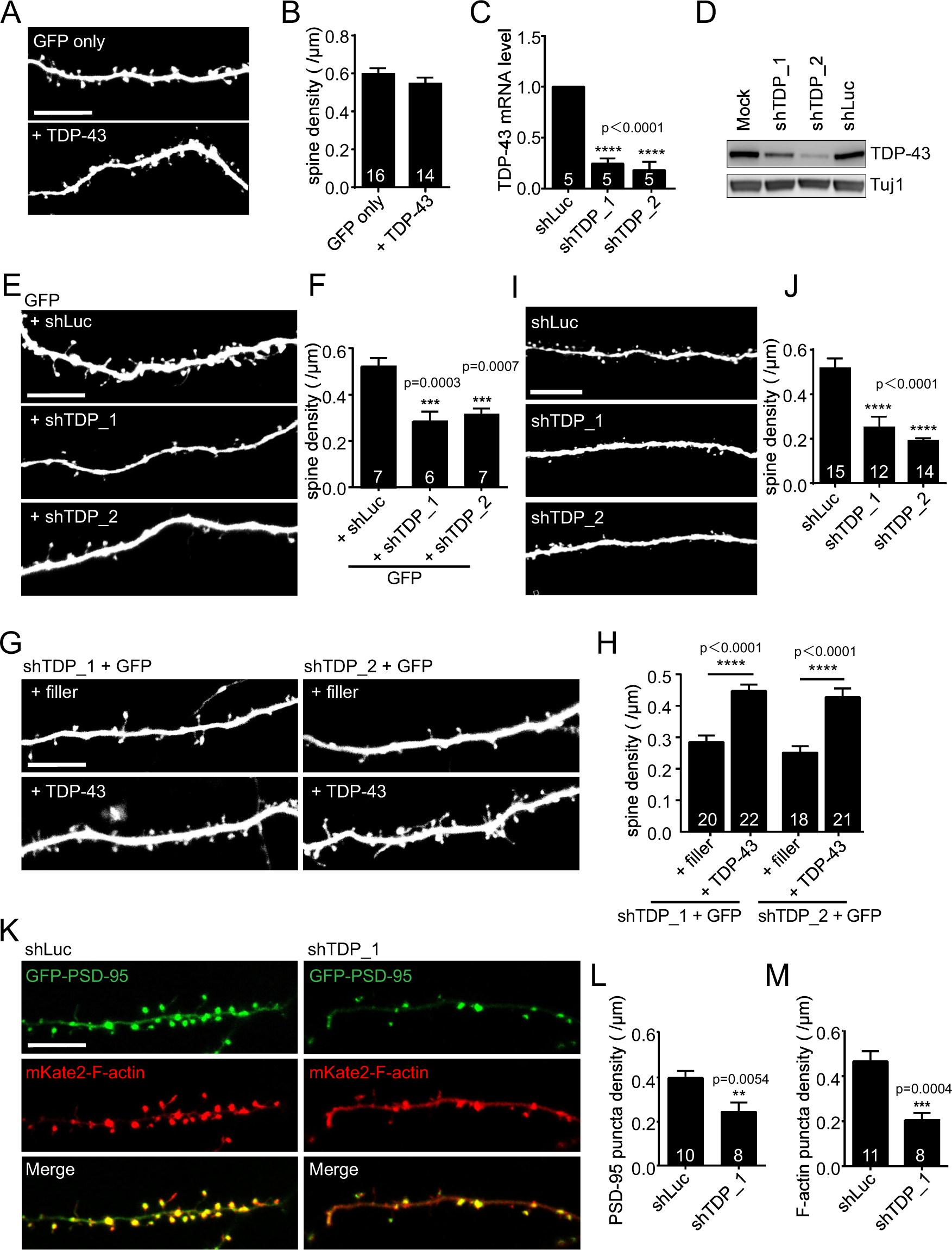 Loss Of TDP-43 Function Underlies Hippocampal And Cortical.