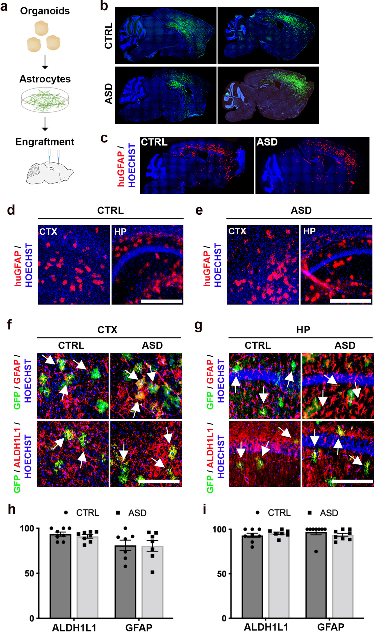Fig. 2: Organoid-derived astrocytes migrate throughout the mouse cortex and survive into adulthood.