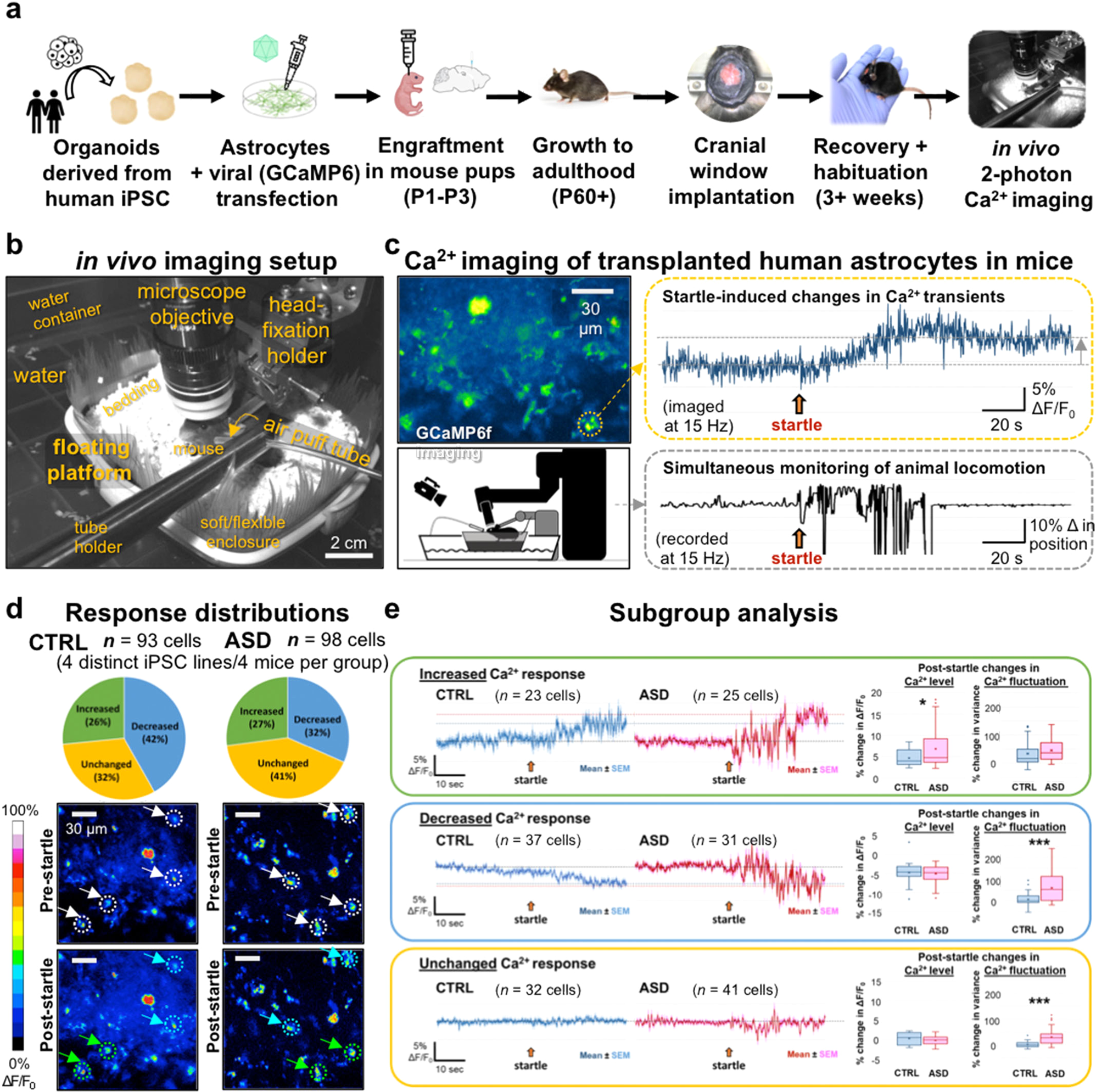 Fig. 3: In vivo imaging confirms aberrant Ca2+ activity in ASD astrocytes.