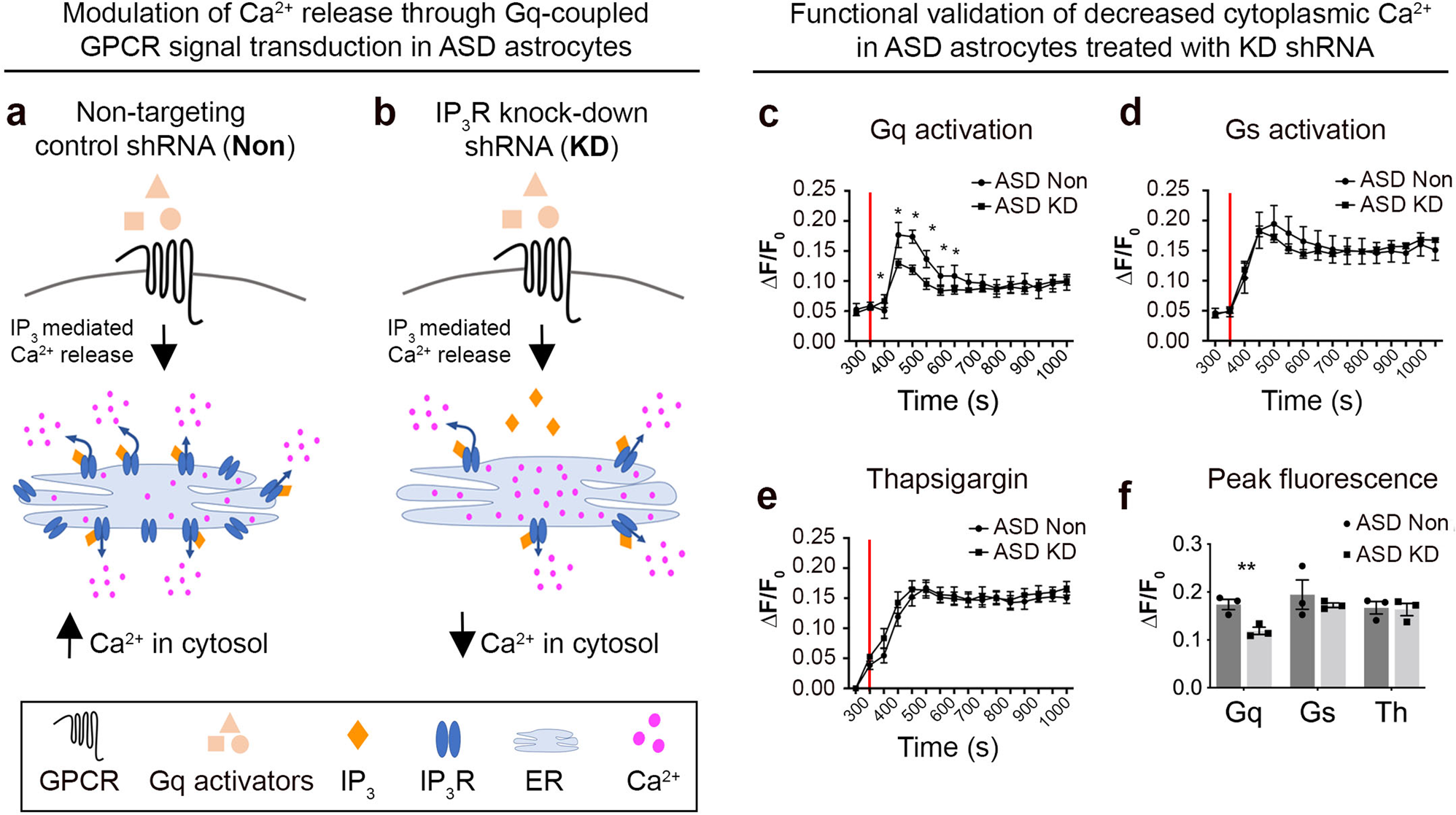 Fig. 6: Modulation of Ca2+ signaling in ASD astrocytes.