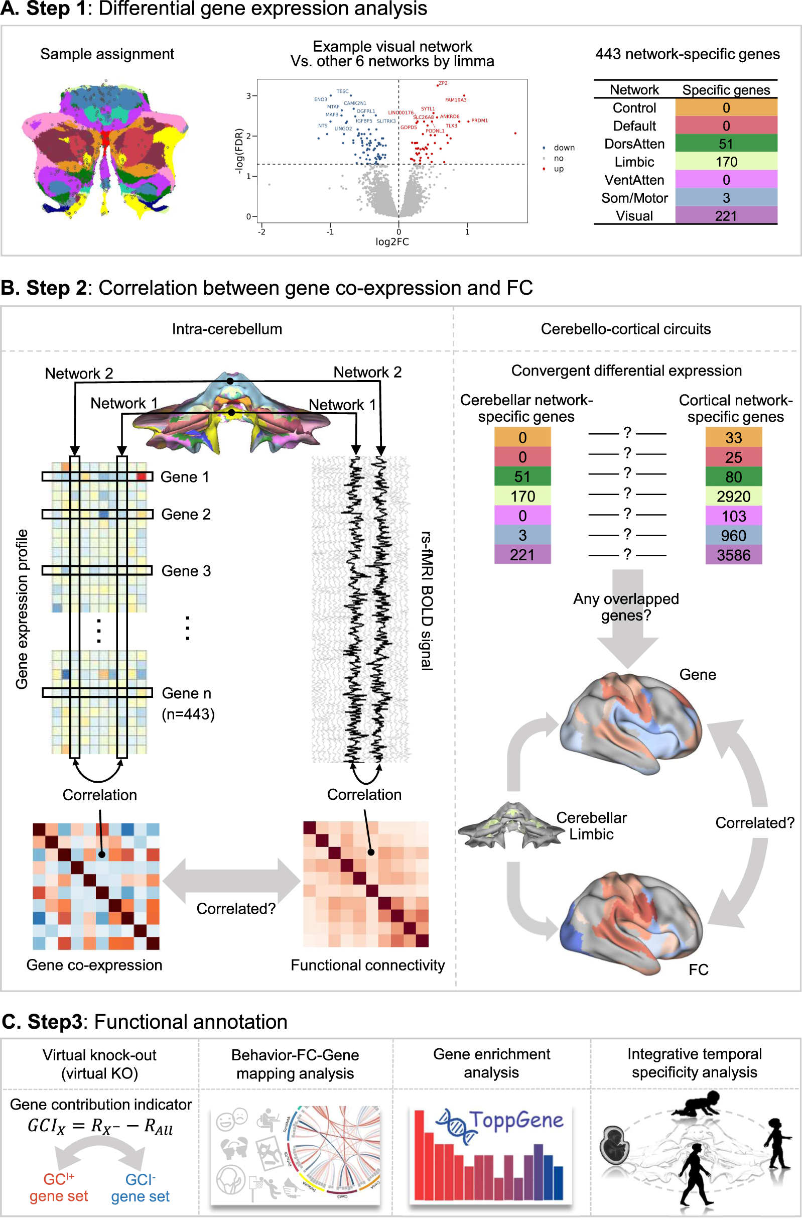 Uncovering the genetic profiles underlying the intrinsic organization of  the human cerebellum | Molecular Psychiatry
