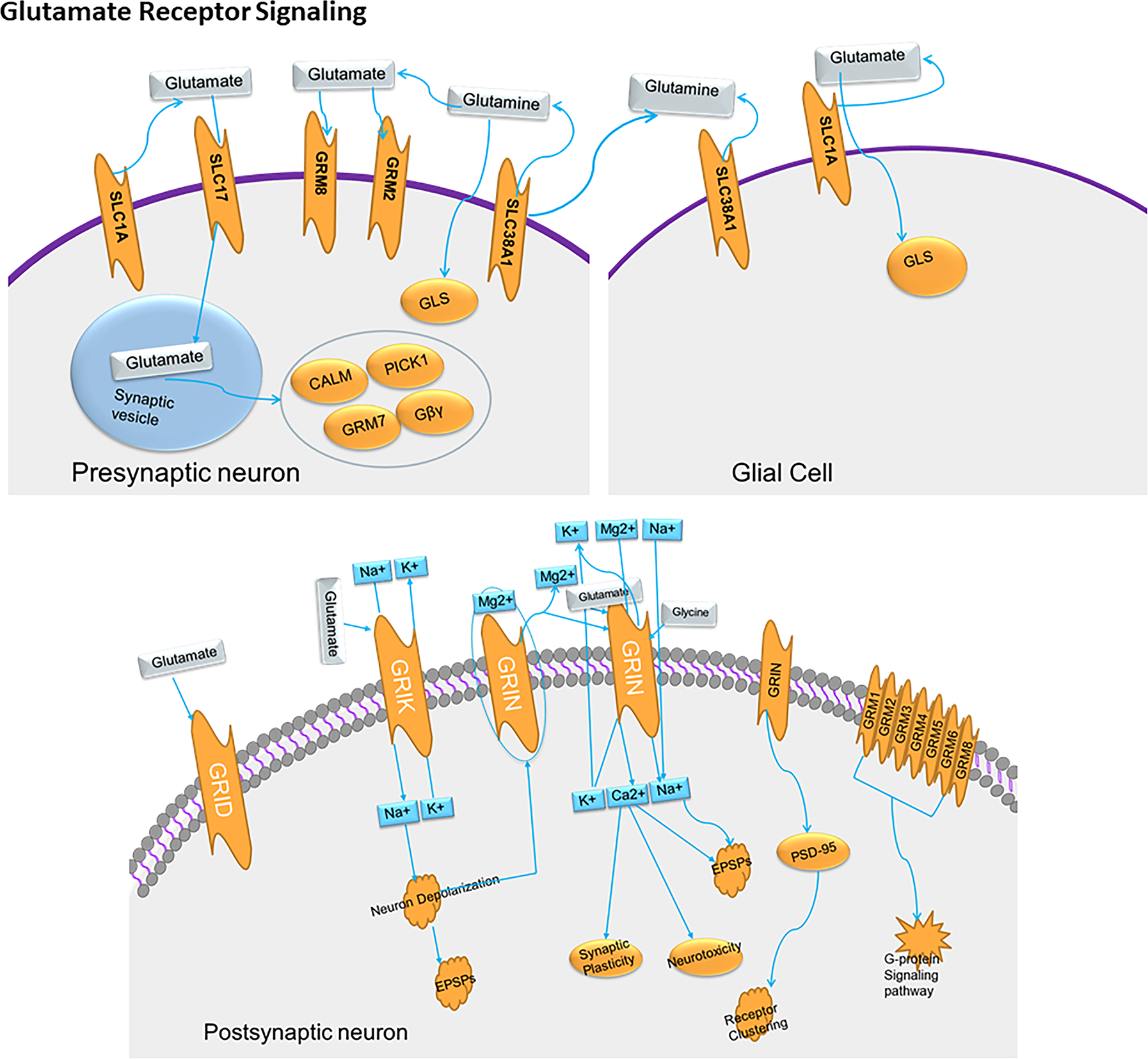 Genetics of glutamate and its receptors in autism spectrum disorder |  Molecular Psychiatry